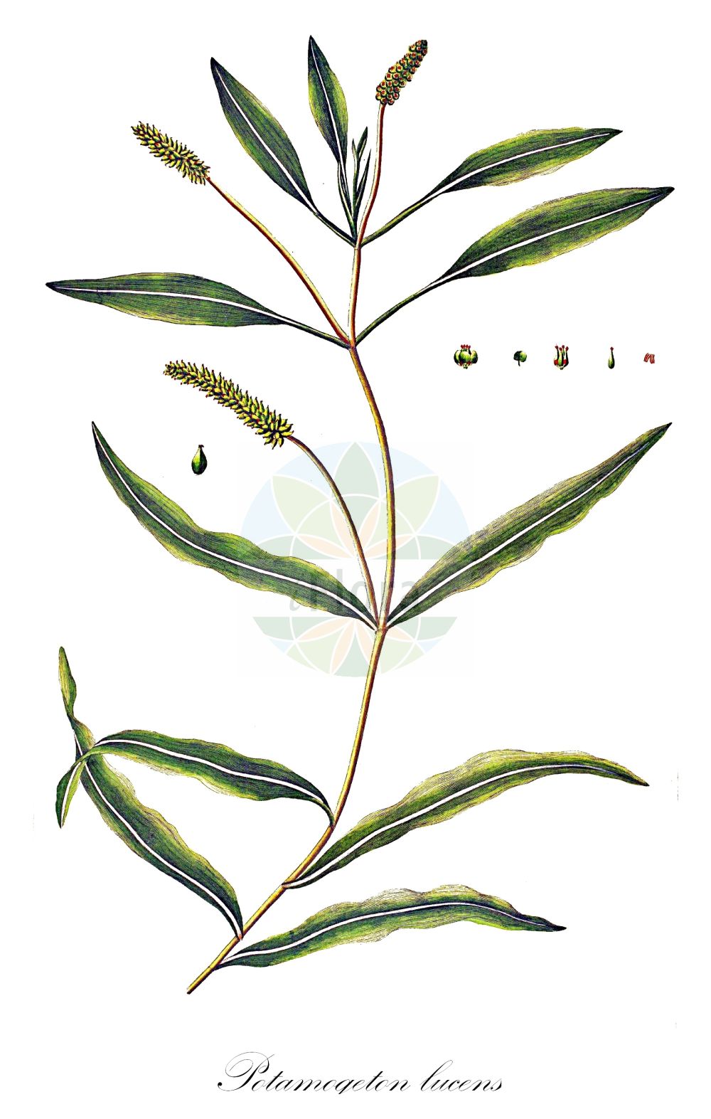 Historische Abbildung von Potamogeton lucens (Spiegelndes Laichkraut - Shining Pondweed). Das Bild zeigt Blatt, Bluete, Frucht und Same. ---- Historical Drawing of Potamogeton lucens (Spiegelndes Laichkraut - Shining Pondweed). The image is showing leaf, flower, fruit and seed.(Potamogeton lucens,Spiegelndes Laichkraut,Shining Pondweed,Potamogeton lucens,Spiegelndes Laichkraut,Shining Pondweed,Potamogeton,Laichkraut,Pondweed,Potamogetonaceae,Laichkrautgewächse,Pondweed family,Blatt,Bluete,Frucht,Same,leaf,flower,fruit,seed,Oeder (1761-1883))