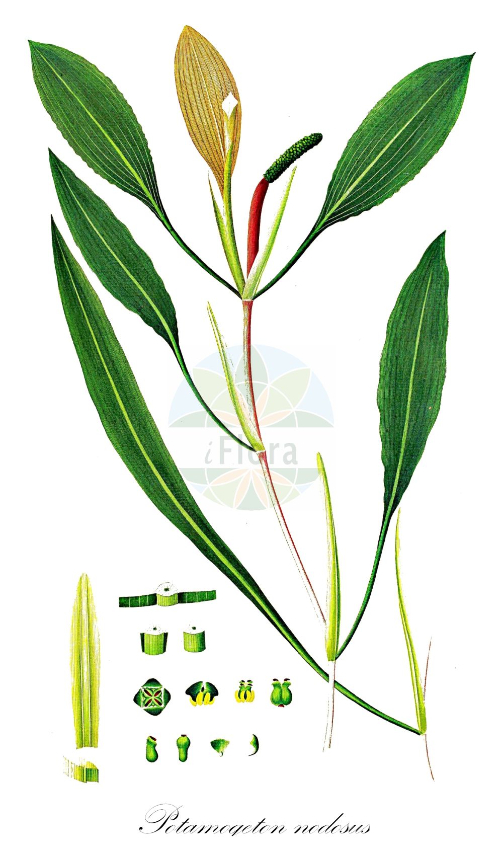 Historische Abbildung von Potamogeton nodosus (Flutendes Laichkraut - Loddon Pondweed). Das Bild zeigt Blatt, Bluete, Frucht und Same. ---- Historical Drawing of Potamogeton nodosus (Flutendes Laichkraut - Loddon Pondweed). The image is showing leaf, flower, fruit and seed.(Potamogeton nodosus,Flutendes Laichkraut,Loddon Pondweed,Potamogeton canariensis,Potamogeton leschenaultii,Potamogeton nodosus,Flutendes Laichkraut,Knoten-Laichkraut,Loddon Pondweed,Longleaf Pondweed,American Pondweed,Potamogeton,Laichkraut,Pondweed,Potamogetonaceae,Laichkrautgewächse,Pondweed family,Blatt,Bluete,Frucht,Same,leaf,flower,fruit,seed,Oeder (1761-1883))