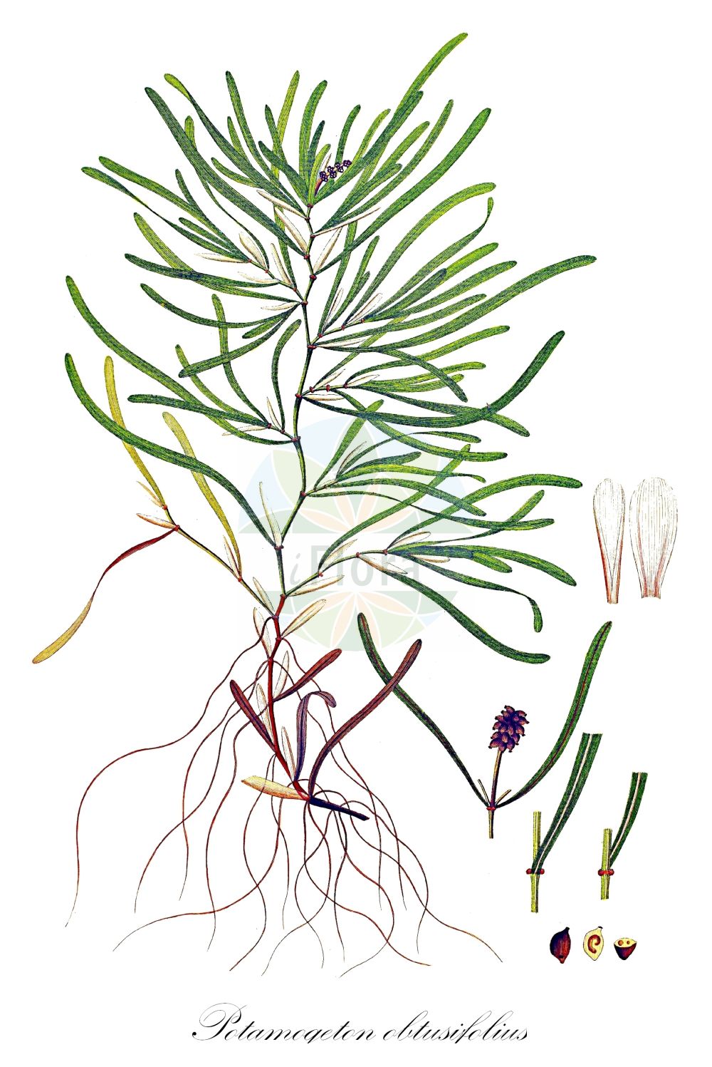 Historische Abbildung von Potamogeton obtusifolius (Stumpfblättriges Laichkraut - Blunt-leaved Pondweed). Das Bild zeigt Blatt, Bluete, Frucht und Same. ---- Historical Drawing of Potamogeton obtusifolius (Stumpfblättriges Laichkraut - Blunt-leaved Pondweed). The image is showing leaf, flower, fruit and seed.(Potamogeton obtusifolius,Stumpfblättriges Laichkraut,Blunt-leaved Pondweed,Potamogeton obtusifolius,Stumpfblaettriges Laichkraut,Blunt-leaved Pondweed,Bluntleaf Pondweed,Broad-leaved Pondweed,Grassy Pondweed,Potamogeton,Laichkraut,Pondweed,Potamogetonaceae,Laichkrautgewächse,Pondweed family,Blatt,Bluete,Frucht,Same,leaf,flower,fruit,seed,Oeder (1761-1883))