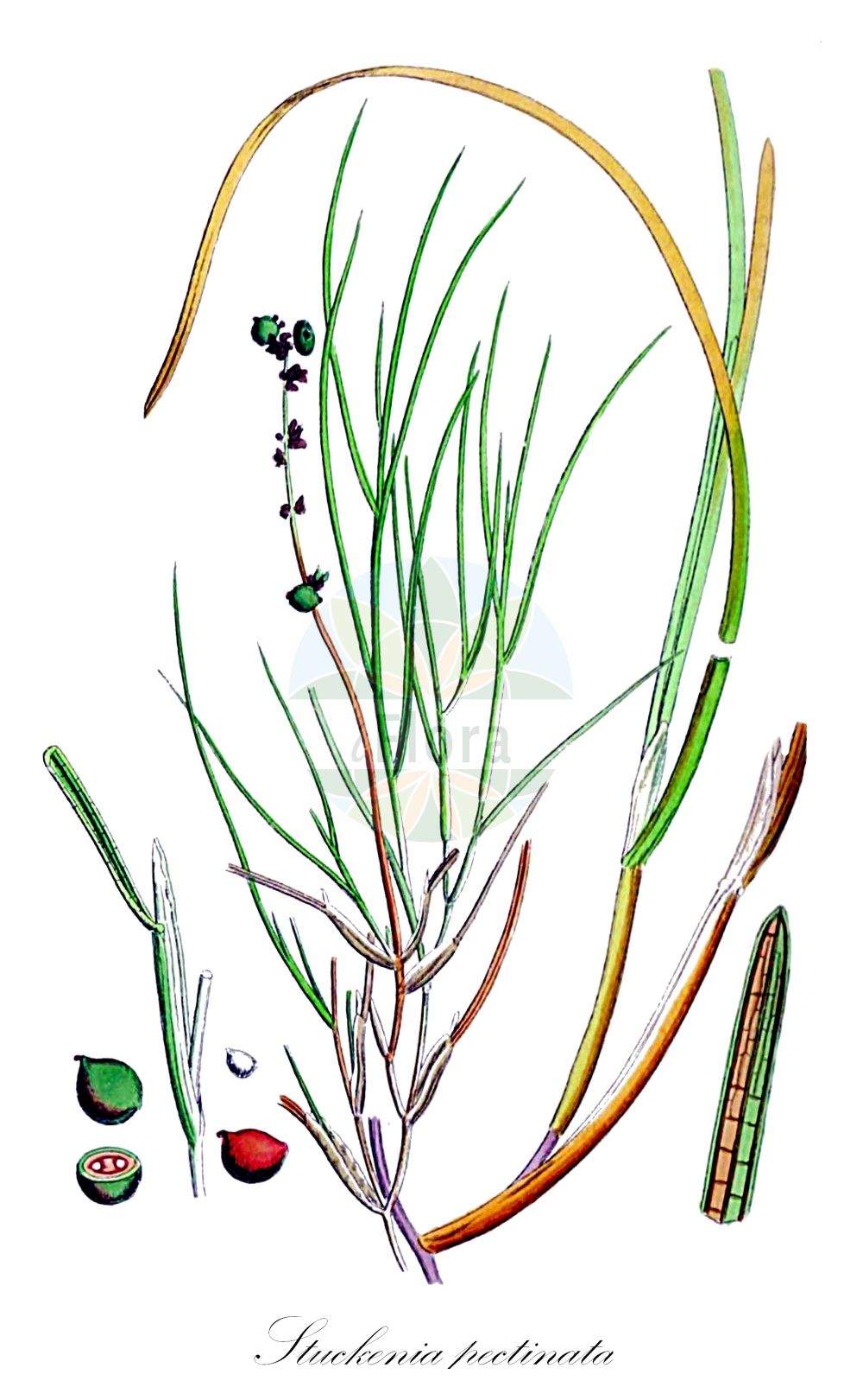 Historische Abbildung von Stuckenia pectinata (Kamm-Laichkraut - Fennel Pondweed). Das Bild zeigt Blatt, Bluete, Frucht und Same. ---- Historical Drawing of Stuckenia pectinata (Kamm-Laichkraut - Fennel Pondweed). The image is showing leaf, flower, fruit and seed.(Stuckenia pectinata,Kamm-Laichkraut,Fennel Pondweed,Coleogeton pectinatus,Potamogeton balatonicus,Potamogeton helveticus,Potamogeton interruptus,Potamogeton marinus,Potamogeton pectinatus,Potamogeton zosteraceus,Stuckenia chakassiensis,Stuckenia marina,Stuckenia mongolica,Stuckenia pectinata,Stuckenia zosteracea,Kamm-Laichkraut,Fennel Pondweed,Fennel-leaved Pondweed,Stuckenia,Laichkraut,Pondweed,Potamogetonaceae,Laichkrautgewächse,Pondweed family,Blatt,Bluete,Frucht,Same,leaf,flower,fruit,seed,Sowerby (1790-1813))
