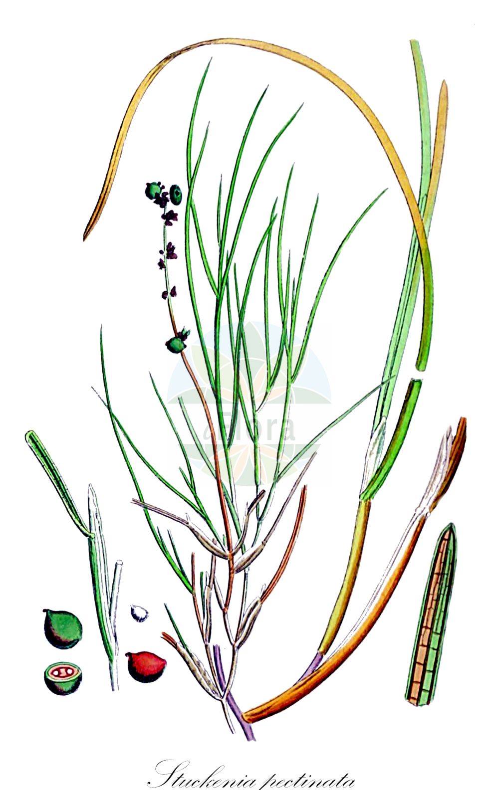 Stuckenia pectinata - Potamogetonaceae,Plantae,Pteridobiotina,Angiosperms,Alismatales,Potamogetonaceae,Stuckenia,Stuckenia pectinata,Buccaferrea pectinata, Coleogeton pectinatus, Potamogeton acifolius, Potamogeton angustissimus, Potamogeton balatonicus, Potamogeton borealis, Potamogeton bracteatus, Potamogeton chakassiensis, Potamogeton chakassiensis var. tenuior, Potamogeton columbianus, Potamogeton diffusus, Potamogeton drupaceus, Potamogeton erhaiensis, Potamogeton exstipulatus, Potamogeton filicaulis, Potamogeton filiformis subvar. helveticus, Potamogeton filiformis var. borealis, Potamogeton flabellatus, Potamogeton helveticus, Potamogeton helveticus var. balatonicus, Potamogeton interruptus, Potamogeton interruptus var. diffusus, Potamogeton interruptus var. ungulatus, Potamogeton intramongolicus, Potamogeton lanceolatus, Potamogeton leptanthus, Potamogeton livingstonei, Potamogeton marinus, Potamogeton marinus var. angustifolius, Potamogeton marinus var. caespitosus, Potamogeton marinus var. setaceus, Potamogeton miniatus, Potamogeton nanus, Potamogeton pectinatus, Potamogeton pectinatus f. acerosus, Potamogeton pectinatus f. brachypus, Potamogeton pectinatus f. caule-crasso, Potamogeton pectinatus f. coronatus, Potamogeton pectinatus f. devistitus, Potamogeton pectinatus f. dichotomus, Potamogeton pectinatus f. dichotomus, Potamogeton pectinatus f. geminatus, Potamogeton pectinatus f. glaucescens, Potamogeton pectinatus f. incrustatus, Potamogeton pectinatus f. interruptus, Potamogeton pectinatus f. laxus, Potamogeton pectinatus f. longipedunculatus, Potamogeton pectinatus f. lutiusculus, Potamogeton pectinatus f. notabilis, Potamogeton pectinatus f. pinguis, Potamogeton pectinatus f. pinguis, Potamogeton pectinatus f. potensus, Potamogeton pectinatus f. potensus, Potamogeton pectinatus f. pseudomarinus, Potamogeton pectinatus f. ramulosus, Potamogeton pectinatus f. scoparius, Potamogeton pectinatus f. scoparius, Potamogeton pectinatus f. spissus, Potamogeton pectinatus f. spissus, Potamogeton pectinatus f. subdrupaceus, Potamogeton pectinatus f. sublatifolius, Potamogeton pectinatus f. submarinus, Potamogeton pectinatus f. ulvensis, Potamogeton pectinatus f. ungulatus, Potamogeton pectinatus f. vulgaris, Potamogeton pectinatus f. zosteraceus, Potamogeton pectinatus f. zosteroides, Potamogeton pectinatus prol. interruptus, Potamogeton pectinatus prol. mongolicus, Potamogeton pectinatus prol. scoparius, Potamogeton pectinatus prol. zosteraceus, Potamogeton pectinatus subsp. balatonicus, Potamogeton pectinatus subsp. chakassiensis, Potamogeton pectinatus subsp. flabellatus, Potamogeton pectinatus subsp. helveticus, Potamogeton pectinatus subsp. mongolicus, Potamogeton pectinatus var. caespitosus, Potamogeton pectinatus var. coronatus, Potamogeton pectinatus var. dichotomus, Potamogeton pectinatus var. diffusus, Potamogeton pectinatus var. flabellatus, Potamogeton pectinatus var. foliosus, Potamogeton pectinatus var. gracilis, Potamogeton pectinatus var. helveticus, Potamogeton pectinatus var. interruptus, Potamogeton pectinatus var. latifolius, Potamogeton pectinatus var. marinus, Potamogeton pectinatus var. marinus, Potamogeton pectinatus var. mongolicus, Potamogeton pectinatus var. potensus, Potamogeton pectinatus var. protensis, Potamogeton pectinatus var. protensus, Potamogeton pectinatus var. ramosissimus, Potamogeton pectinatus var. scoparius, Potamogeton pectinatus var. setaceus, Potamogeton pectinatus var. submarinus, Potamogeton pectinatus var. tenuifolius, Potamogeton pectinatus var. tenuis, Potamogeton pectinatus var. ungulatus, Potamogeton pectinatus var. vaillantii, Potamogeton pectinatus var. zosteraceus, Potamogeton pectinatus var. zosteraceus, Potamogeton pusillus subsp. flabellatus, Potamogeton pusillus var. interruptus, Potamogeton siculus, Potamogeton tenuifolius, Potamogeton vaginatus f. helveticus, Potamogeton vaginatus subsp. helveticus, Potamogeton vaginatus var. helveticus, Potamogeton vaillantii, Potamogeton zosteraceus, Potamogeton zosteraceus, Spirillus interruptus, Spirillus pectiniformis, Stuckenia borealis, Stuckenia chakassiensis, Stuckenia filiformis subsp. borealis, Stuckenia helvetica, Stuckenia intramongolica, Stuckenia marina, Stuckenia mongolica, Stuckenia pectinata var. interrupta, Stuckenia zosteracea,Schweizer Laichkraut;Kamm-Laichkraut;Kammförmiges Laichkraut;fennel pondweed;sago-pondweed;potamot pectine;fennel-leaved pondweed;Potamot de Suisse;Potamot pectiné;espiga de agua;madejas;Brasca delle lagune;Brasca elvetica;potamogeto pettinato;kam-fonteinkruid;schedefonteinkruid;limo-mesto;limo-mestre;рдест гребенчатый;kalli uji gjethembështjellës;potamogeta me gjethe pushtuese;potamoxheton;češljasti mrijesnjak;borstnate;børstebladet vandaks;rdestnica grzebieniasta;ryû-no-hige-mo;リュノヒゲモ;čečljasti dristavec;fésüs békaszőlő;rókafejű réce;rdest hřebenitý;rdest prorostlý;rdestík hřebenitý;rdest hřebenitý;rdestík hřebenitý;рдесник гребінчастий;гребенест ръждавец;гребеновиден ръждавец;стеъблоохващащ ръждавец;kamm-penikeel;ķemmveida glīvene;bust-tjønnaks;hapsivita;naharonit masrek;נַהֲרוֹנִית מַסְרְקָנִית;šukinė plūdė;bì chǐ yǎn zǐ cài;蓖齿眼子菜