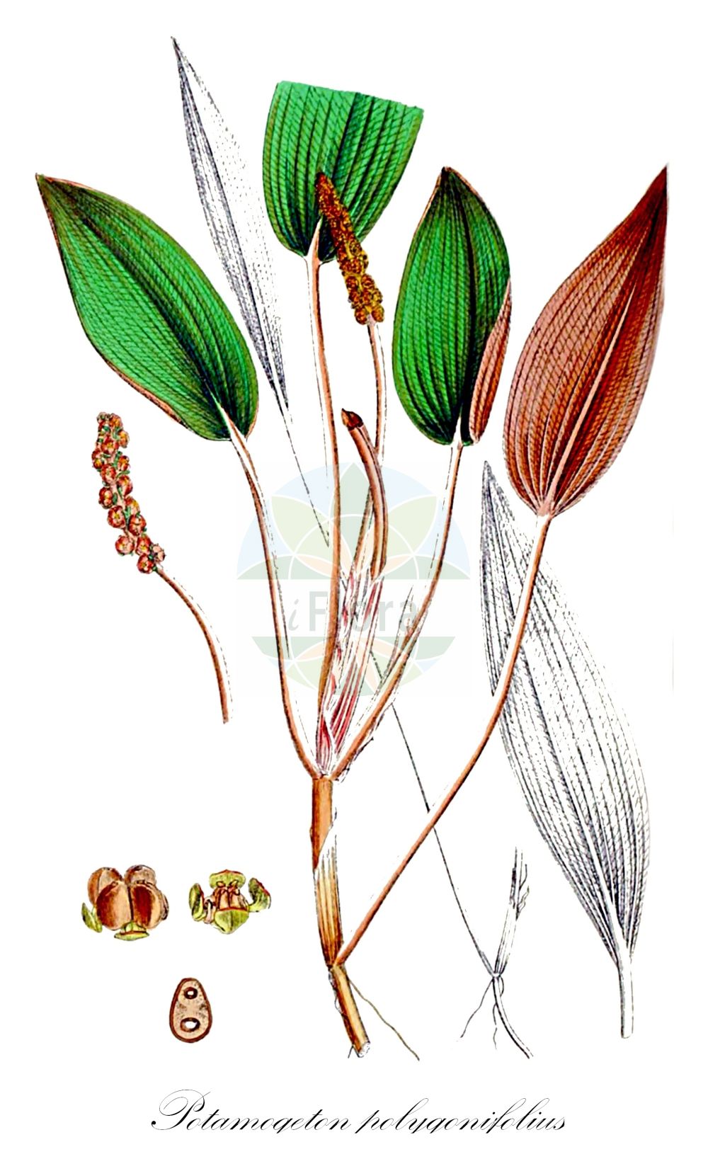 Historische Abbildung von Potamogeton polygonifolius (Knöterich-Laichkraut - Bog Pondweed). Das Bild zeigt Blatt, Bluete, Frucht und Same. ---- Historical Drawing of Potamogeton polygonifolius (Knöterich-Laichkraut - Bog Pondweed). The image is showing leaf, flower, fruit and seed.(Potamogeton polygonifolius,Knöterich-Laichkraut,Bog Pondweed,Potamogeton microcarpus,Potamogeton oblongus,Potamogeton polygonifolius,Knoeterich-Laichkraut,Bog Pondweed,Cinnamonspot Pondweed,Potamogeton,Laichkraut,Pondweed,Potamogetonaceae,Laichkrautgewächse,Pondweed family,Blatt,Bluete,Frucht,Same,leaf,flower,fruit,seed,Sowerby (1790-1813))