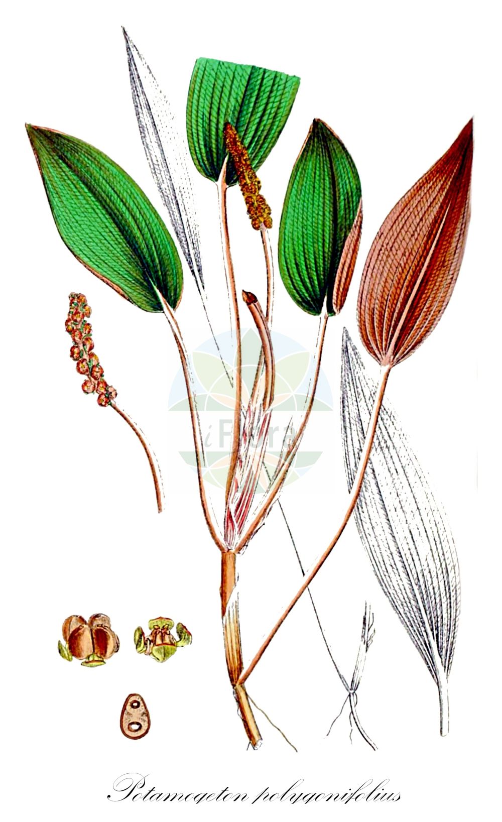 Potamogeton polygonifolius - Potamogetonaceae,Plantae,Pteridobiotina,Angiosperms,Alismatales,Potamogetonaceae,Potamogeton,Potamogeton polygonifolius,Potamogeton anglicus, Potamogeton cyprifolius, Potamogeton heterophyllus, Potamogeton intermedius, Potamogeton microcarpus, Potamogeton natans subsp. intermedius, Potamogeton natans subsp. polygonifolius, Potamogeton natans var. minor, Potamogeton natans var. oblongus, Potamogeton natans var. parnassiifolius, Potamogeton natans var. polygonifolius, Potamogeton oblongus, Potamogeton oblongus f. amphibius, Potamogeton oblongus f. angustifolius, Potamogeton oblongus f. cordifolius, Potamogeton oblongus f. lancifolius, Potamogeton oblongus var. cordifolius, Potamogeton oblongus var. lancifolius, Potamogeton oblongus var. ovatooblongus, Potamogeton parnassiifolius, Potamogeton polygonifolius f. largior, Potamogeton polygonifolius f. norvegicus, Potamogeton polygonifolius f. sphagnophilus, Potamogeton polygonifolius subsp. microcarpus, Potamogeton polygonifolius subvar. largior, Potamogeton polygonifolius subvar. terrestris, Potamogeton polygonifolius unr. cordifolius, Potamogeton polygonifolius unr. lancifolius, Potamogeton polygonifolius var. amphibius, Potamogeton polygonifolius var. amphibius, Potamogeton polygonifolius var. microcarpus, Potamogeton polygonifolius var. parnassifolius, Potamogeton polygonifolius var. parnassiifolius, Potamogeton polygonifolius var. terrestris,Knöterich-Laichkraut;Knöterichblättriges Laichkraut;bog pondweed;potamot oblong;cinnamonspot pondweed;Potamot à feuilles de renouée;espiga de agua;hierba de agua;Brasca poligonifoglia;brasca poligonifolia;duizendknoop-fonteinkruid;duizendknoopfonteinkruid;рдест гречихолистный;duguljasti mrijesnjak;bäcknate;aflangbladet vandaks;rdestnica podługowata;rdest rdesnolistý;červenavec stavikrvolistý;гъшеницолиснен ръждавец;лиснен ръждавец;kysttjønnaks;tatarvita;ресина
