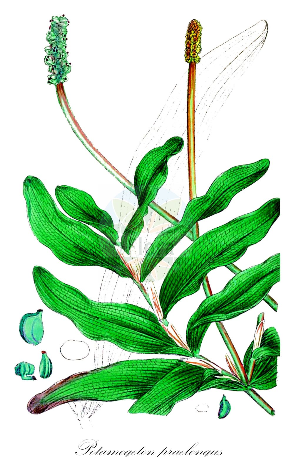 Historische Abbildung von Potamogeton praelongus (Langblättriges Laichkraut - Long-stalked Pondweed). Das Bild zeigt Blatt, Bluete, Frucht und Same. ---- Historical Drawing of Potamogeton praelongus (Langblättriges Laichkraut - Long-stalked Pondweed). The image is showing leaf, flower, fruit and seed.(Potamogeton praelongus,Langblättriges Laichkraut,Long-stalked Pondweed,Potamogeton praelongus,Langblaettriges Laichkraut,Gestrecktes Laichkraut,Long-stalked Pondweed,White-stem Pondweed,Potamogeton,Laichkraut,Pondweed,Potamogetonaceae,Laichkrautgewächse,Pondweed family,Blatt,Bluete,Frucht,Same,leaf,flower,fruit,seed,Sowerby (1790-1813))