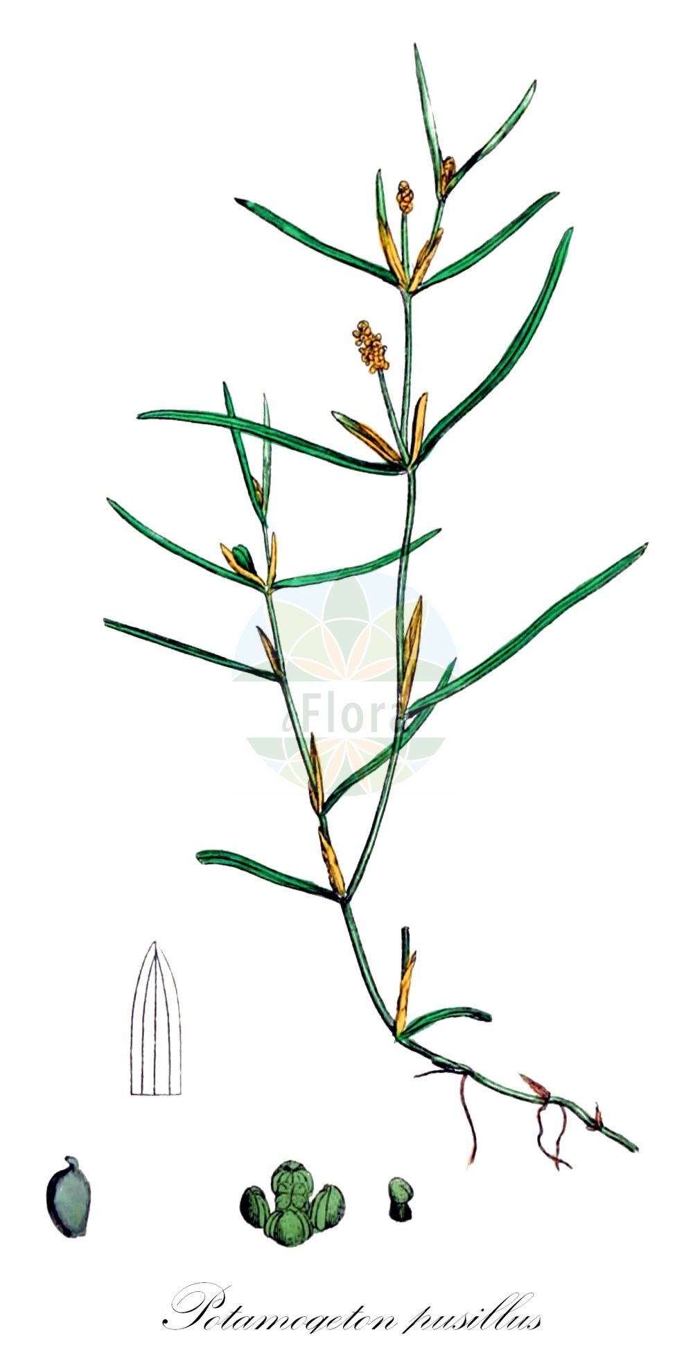 Historische Abbildung von Potamogeton pusillus (Zwerg-Laichkraut - Lesser Pondweed). Das Bild zeigt Blatt, Bluete, Frucht und Same. ---- Historical Drawing of Potamogeton pusillus (Zwerg-Laichkraut - Lesser Pondweed). The image is showing leaf, flower, fruit and seed.(Potamogeton pusillus,Zwerg-Laichkraut,Lesser Pondweed,Potamogeton gracilis,Potamogeton panormitanus,Potamogeton pusillus,Potamogeton skvortsovii,Zwerg-Laichkraut,Kleines Laichkraut,Lesser Pondweed,Slender Pondweed,Small Pondweed,Potamogeton,Laichkraut,Pondweed,Potamogetonaceae,Laichkrautgewächse,Pondweed family,Blatt,Bluete,Frucht,Same,leaf,flower,fruit,seed,Sowerby (1790-1813))