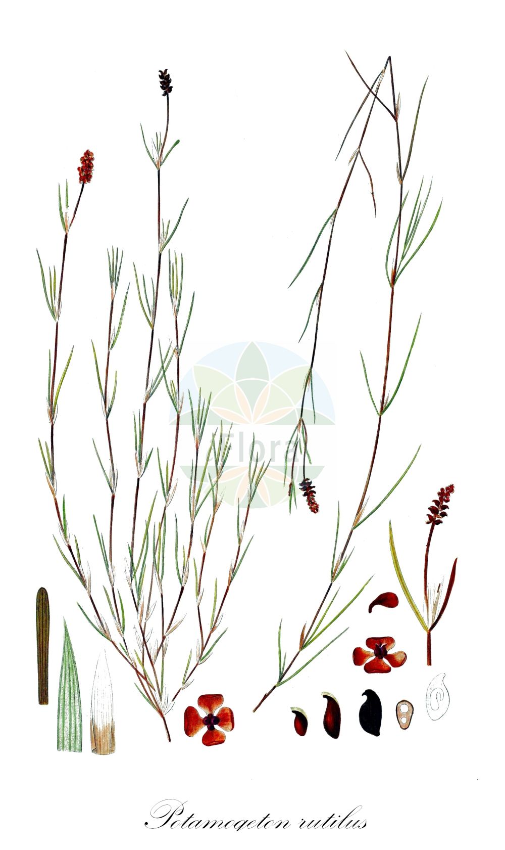 Historische Abbildung von Potamogeton rutilus (Rötliches Laichkraut - Shetland Pondweed). Das Bild zeigt Blatt, Bluete, Frucht und Same. ---- Historical Drawing of Potamogeton rutilus (Rötliches Laichkraut - Shetland Pondweed). The image is showing leaf, flower, fruit and seed.(Potamogeton rutilus,Rötliches Laichkraut,Shetland Pondweed,Potamogeton rutilus,Roetliches Laichkraut,Shetland Pondweed,Potamogeton,Laichkraut,Pondweed,Potamogetonaceae,Laichkrautgewächse,Pondweed family,Blatt,Bluete,Frucht,Same,leaf,flower,fruit,seed,Oeder (1761-1883))