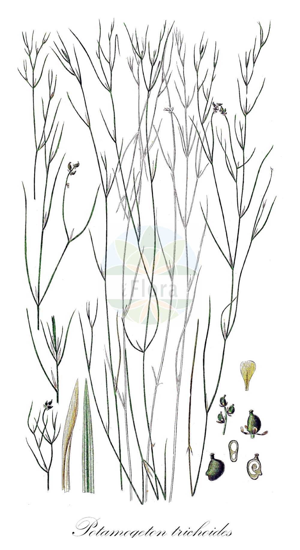 Historische Abbildung von Potamogeton trichoides (Haarförmiges Laichkraut - Hairlike Pondweed). Das Bild zeigt Blatt, Bluete, Frucht und Same. ---- Historical Drawing of Potamogeton trichoides (Haarförmiges Laichkraut - Hairlike Pondweed). The image is showing leaf, flower, fruit and seed.(Potamogeton trichoides,Haarförmiges Laichkraut,Hairlike Pondweed,Potamogeton phialae,Potamogeton trichoides,Haarfoermiges Laichkraut,Haarblaettriges Laichkraut,Haarfeines Laichkraut,Hairlike Pondweed,Potamogeton,Laichkraut,Pondweed,Potamogetonaceae,Laichkrautgewächse,Pondweed family,Blatt,Bluete,Frucht,Same,leaf,flower,fruit,seed,Oeder (1761-1883))
