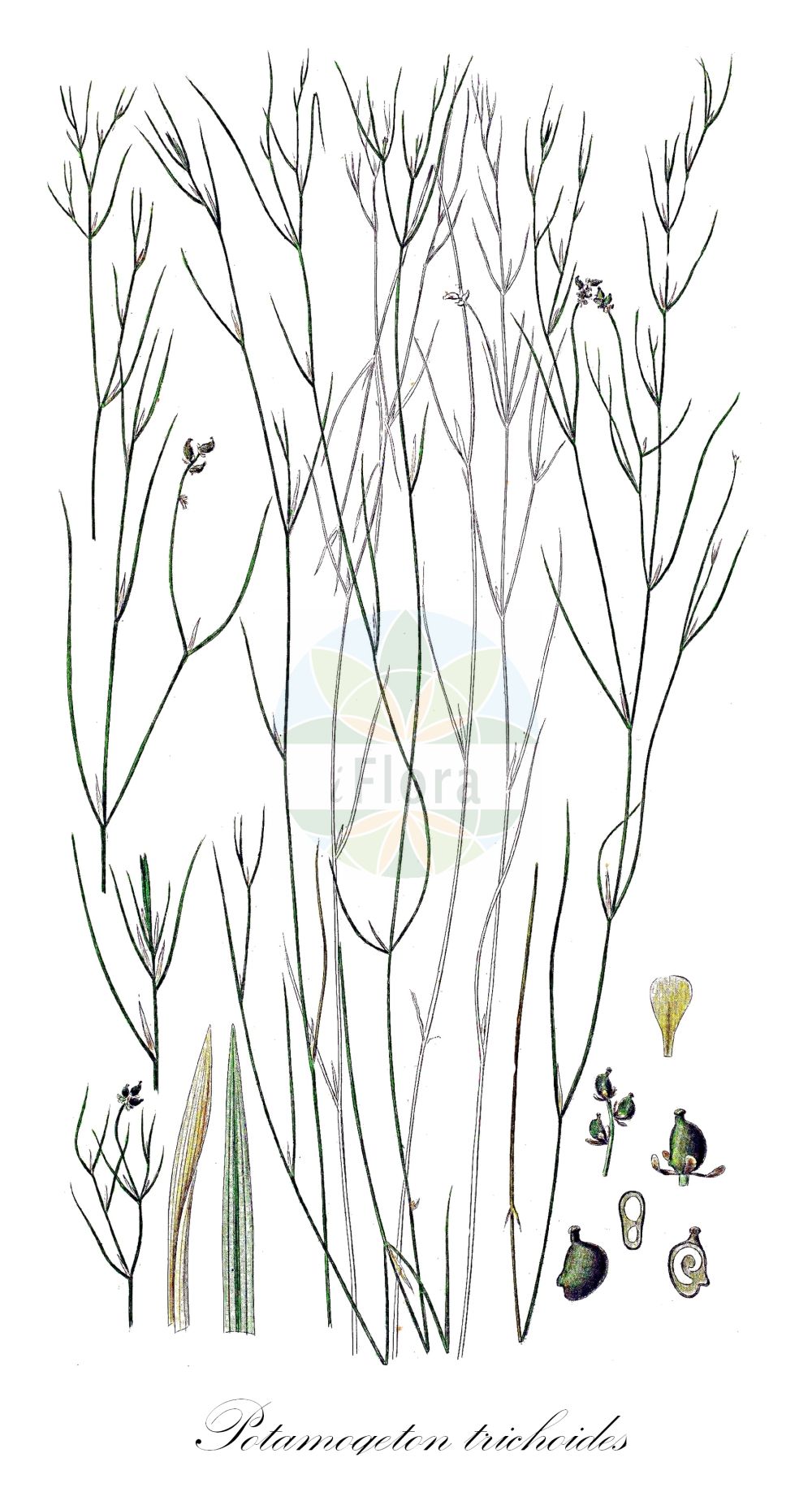 Potamogeton trichoides - Potamogetonaceae,Plantae,Pteridobiotina,Angiosperms,Alismatales,Potamogetonaceae,Potamogeton,Potamogeton trichoides,Potamogeton baenitzii, Potamogeton condylocarpus, Potamogeton danicus, Potamogeton monogynus, Potamogeton orthorrhynchus, Potamogeton perneglectus, Potamogeton phialae, Potamogeton pusillus subsp. trichoides, Potamogeton pusillus var. trichoides, Potamogeton trichoides unr. condylocarpus, Potamogeton trichoides var. leiocarpus, Potamogeton trichoides var. liocarpus, Potamogeton trichoides var. monogynus, Potamogeton trichoides var. tuberculatus, Potamogeton trichoides var. tuberculosus, Potamogeton tuberculatus,Haarblättriges Laichkraut;Haarförmiges Laichkraut;Haarfeines Laichkraut;Haar-Laichkraut;hairlike pondweed;Potamot capillaire;Brasca capillare;haarfijn fonteinkruid;haarfonteinkruid;рдест волосовидный;tüylü susümbülü;vlasasti mrijesnjak;knölnate;hårfin vandaks;rdestnica włosowata;lasasti dristavec;sertelevelű békaszőlő;rdest vláskovitý;červenavec vláskovitý;рдесник волосовидний;влакновиден ръждавец;juus-penikeel;matveida glīvene;власаста ресина;naharonit nimit;נַהֲרוֹנִית נִימִית;siūlinė plūdė