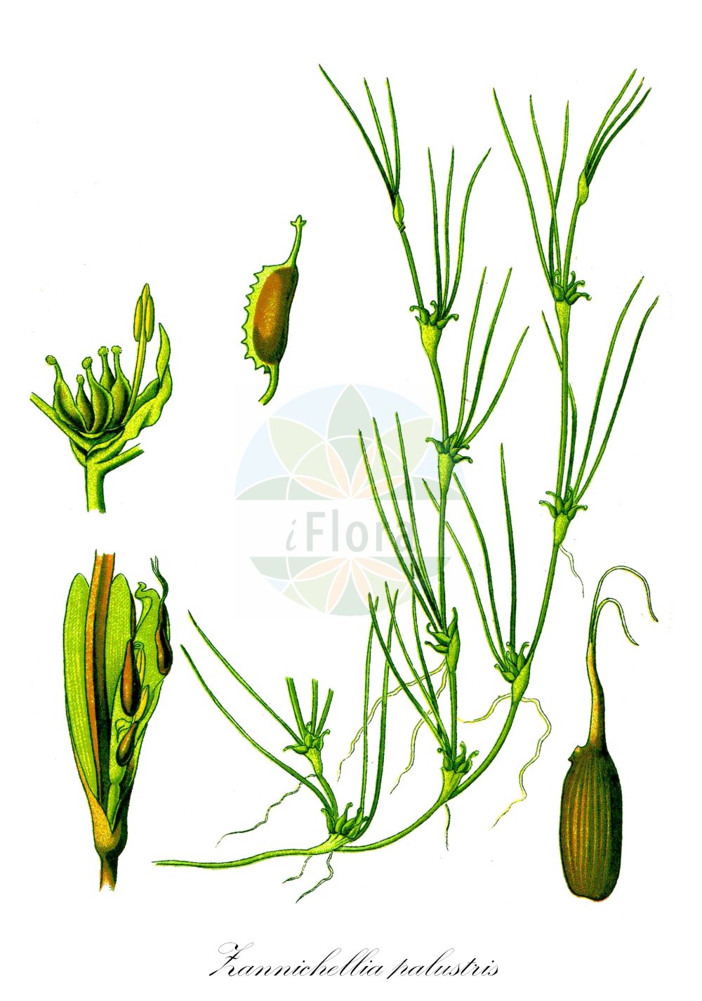 Historische Abbildung von Zannichellia palustris (Salz-Teichfaden - Horned Pondweed). Das Bild zeigt Blatt, Bluete, Frucht und Same. ---- Historical Drawing of Zannichellia palustris (Salz-Teichfaden - Horned Pondweed). The image is showing leaf, flower, fruit and seed.(Zannichellia palustris,Salz-Teichfaden,Horned Pondweed,Zannichellia dentata,Zannichellia palustris,Zannichellia repens,Salz-Teichfaden,Stielfruechtiger Teichfaden,Horned Pondweed,Zannichellia,Teichfaden,Horned Pondweed,Potamogetonaceae,Laichkrautgewächse,Pondweed family,Blatt,Bluete,Frucht,Same,leaf,flower,fruit,seed,Thomé (1885))