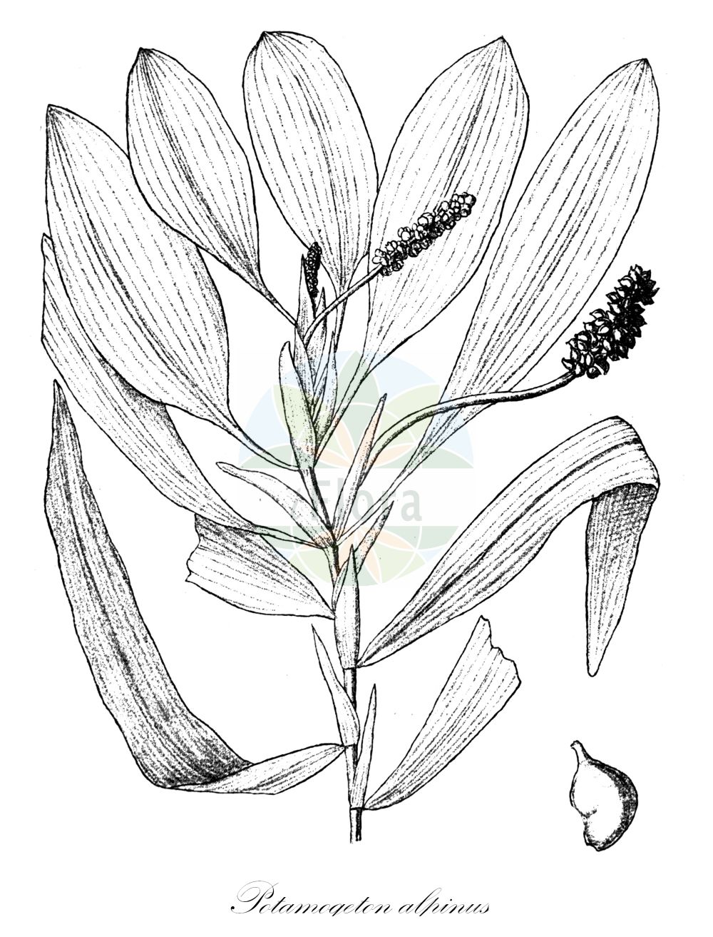 Potamogeton alpinus - Potamogetonaceae,Plantae,Pteridobiotina,Angiosperms,Alismatales,Potamogetonaceae,Potamogeton,Potamogeton alpinus,Potamogeton lucens var. alpinus, Potamogeton obtusus var. alpinus, Potamogeton rufescens f. alpinus, Potamogeton rufescens var. alpinus,Alpen-Laichkraut;red pondweed;potamot alpin;alpine pondweed;Potamot des Alpes;potamot alpin;potamot roussâtre;Brasca alpina;rossig fonteinkruid;рдест алпийский;yayla susümbülü;potamogèton alpí;alpski mrijesnjak;rostnate;rust-vandaks;rdestnica alpejska;hosoba-hiru-mushiro;ホソバヒルムシロ;alpski dristavec;békaszőlő;rdest alpský;rdest červenavý;červenavec alpínsky;рдесник альпійський;ruske penikeel;Alpu glīvene;rusttjønnaks;purovita;alpinė plūdė;gāo shānyǎn zǐ cài;高山眼子菜