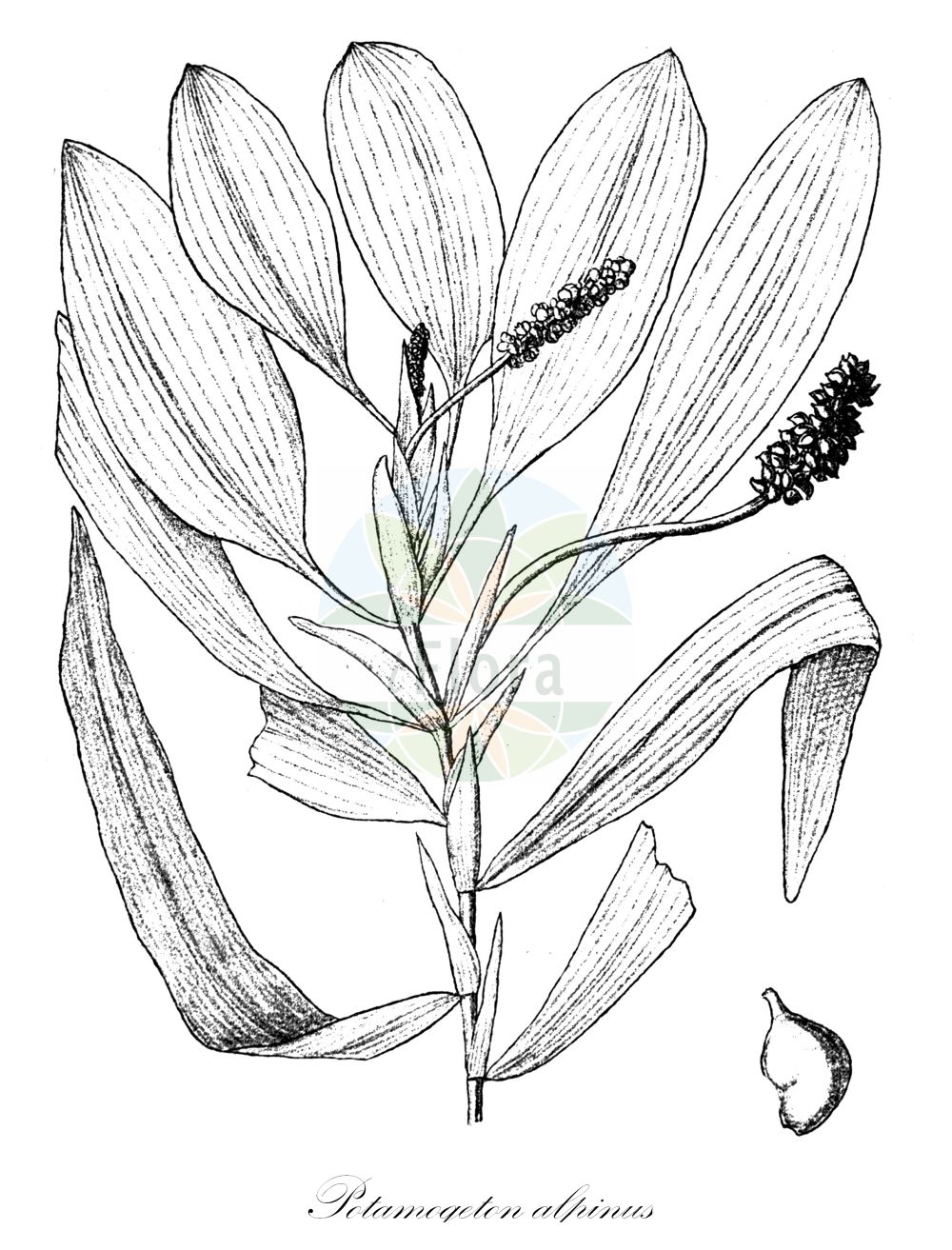 Historische Abbildung von Potamogeton alpinus (Alpen-Laichkraut - Red Pondweed). Das Bild zeigt Blatt, Bluete, Frucht und Same. ---- Historical Drawing of Potamogeton alpinus (Alpen-Laichkraut - Red Pondweed). The image is showing leaf, flower, fruit and seed.(Potamogeton alpinus,Alpen-Laichkraut,Red Pondweed,Potamogeton alpinus,Potamogeton rufescens,Alpen-Laichkraut,Red Pondweed,Alpine Pondweed,Potamogeton,Laichkraut,Pondweed,Potamogetonaceae,Laichkrautgewächse,Pondweed family,Blatt,Bluete,Frucht,Same,leaf,flower,fruit,seed,Engler (1900-1937))