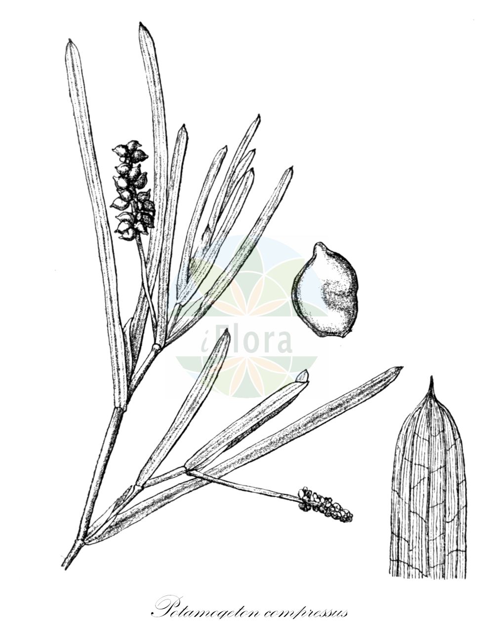 Historische Abbildung von Potamogeton compressus (Flachstängliges Laichkraut - Grass-wrack Pondweed). Das Bild zeigt Blatt, Bluete, Frucht und Same. ---- Historical Drawing of Potamogeton compressus (Flachstängliges Laichkraut - Grass-wrack Pondweed). The image is showing leaf, flower, fruit and seed.(Potamogeton compressus,Flachstängliges Laichkraut,Grass-wrack Pondweed,Potamogeton carinatus,Potamogeton compressus,Potamogeton zosterifolius,Flachstaengliges Laichkraut,Flachstengeliges Laichkraut,Grass-wrack Pondweed,Flatstem Pondweed,Eel-grass Pondweed,Potamogeton,Laichkraut,Pondweed,Potamogetonaceae,Laichkrautgewächse,Pondweed family,Blatt,Bluete,Frucht,Same,leaf,flower,fruit,seed,Engler (1900-1937))