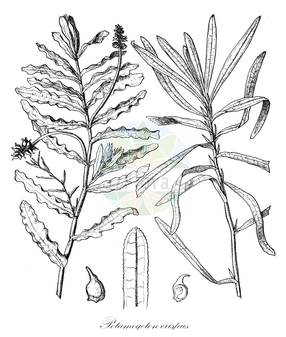 Potamogeton crispus - Potamogetonaceae,Plantae,Pteridobiotina,Angiosperms,Alismatales,Potamogetonaceae,Potamogeton,Potamogeton crispus,Buccaferrea crispata, Potamogeton austriacus, Potamogeton concinnitus, Potamogeton crenulatus, Potamogeton crispatus, Potamogeton crispus f. angustifolius, Potamogeton crispus f. gemmifer, Potamogeton crispus f. latifolius, Potamogeton crispus f. longifolius, Potamogeton crispus f. serrulatus, Potamogeton crispus f. vulgaris, Potamogeton crispus subsp. angustifolius, Potamogeton crispus var. acutifolius, Potamogeton crispus var. gemmifer, Potamogeton crispus var. laevis, Potamogeton crispus var. macrorrhynchus, Potamogeton crispus var. najadoides, Potamogeton crispus var. obtusifolius, Potamogeton crispus var. phialiensis, Potamogeton crispus var. planifolius, Potamogeton crispus var. planifolius, Potamogeton crispus var. serratus, Potamogeton crispus var. serrulatus, Potamogeton crispus var. sinuatus, Potamogeton hohenackeri, Potamogeton hungaricus, Potamogeton lactucaceum, Potamogeton lactucaceum, Potamogeton leptophyllus, Potamogeton macrorrhynchus, Potamogeton notarisii, Potamogeton pallidior, Potamogeton rubricans, Potamogeton rubrinaevus, Potamogeton serrulatus, Potamogeton tuberosus,Krauses Laichkraut;curled pondweed;potamot crepu;curly-leaf pondweed;curly pondweed;Potamot crépu;rizos de agua;Brasca increspata;erba brasca;lattuga ranina;naiade ondulata;erba gala;gekroesd fonteinkruid;gekrult fonteinkruid;carvalhas;espiga-de-água-enrolada;pimienta-de-água;рдест курчавый;susümbülü;kalli njëkaçurrel;potamogeta kaçurrele;potamoxheton;potamogèton cresp;kovrčavi mrijesnjak;krus-nate;krusnate;kruset vandaks;rdestnica kędzierzawa;ebi-mo;エビモ;kodravi dristavec;bodros békaszőlő;rdest kadeřavý;pașă;červenavec kučeravý;рдесник кучерявий;къдрав ръждавец;къдраволистен ръждавец;kähar penikeel;krokainā glīvene;krustjønnaks;poimuvita;јегуљина трава;коврдјави чресњак;кудрасти мријесњак;naharonit mesulselet;נַהֲרוֹנִית מְסֻלְסֶלֶת;garbiniuotoji plūdė;zū cǎo;菹草