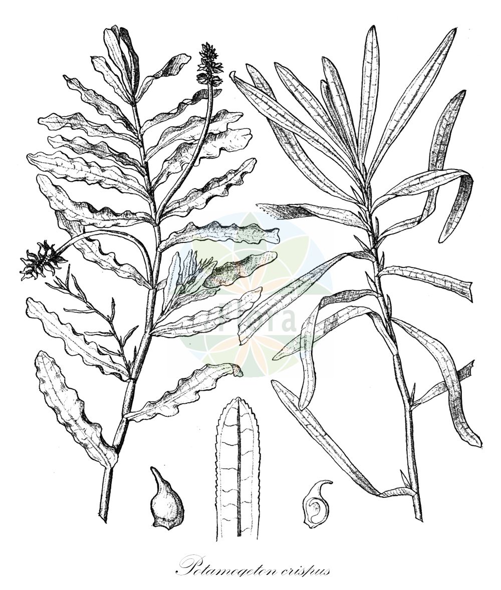 Historische Abbildung von Potamogeton crispus (Krauses Laichkraut - Curled Pondweed). Das Bild zeigt Blatt, Bluete, Frucht und Same. ---- Historical Drawing of Potamogeton crispus (Krauses Laichkraut - Curled Pondweed). The image is showing leaf, flower, fruit and seed.(Potamogeton crispus,Krauses Laichkraut,Curled Pondweed,Potamogeton crispus,Krauses Laichkraut,Curled Pondweed,Curly Pondweed,Curly-leaf Pondweed,Potamogeton,Laichkraut,Pondweed,Potamogetonaceae,Laichkrautgewächse,Pondweed family,Blatt,Bluete,Frucht,Same,leaf,flower,fruit,seed,Engler (1900-1937))