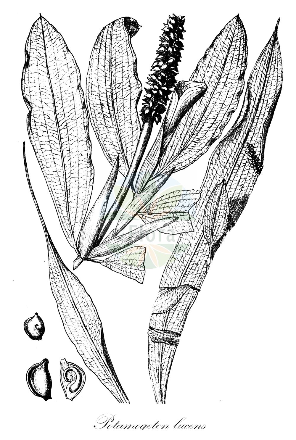 Historische Abbildung von Potamogeton lucens (Spiegelndes Laichkraut - Shining Pondweed). Das Bild zeigt Blatt, Bluete, Frucht und Same. ---- Historical Drawing of Potamogeton lucens (Spiegelndes Laichkraut - Shining Pondweed). The image is showing leaf, flower, fruit and seed.(Potamogeton lucens,Spiegelndes Laichkraut,Shining Pondweed,Potamogeton lucens,Spiegelndes Laichkraut,Shining Pondweed,Potamogeton,Laichkraut,Pondweed,Potamogetonaceae,Laichkrautgewächse,Pondweed family,Blatt,Bluete,Frucht,Same,leaf,flower,fruit,seed,Engler (1900-1937))