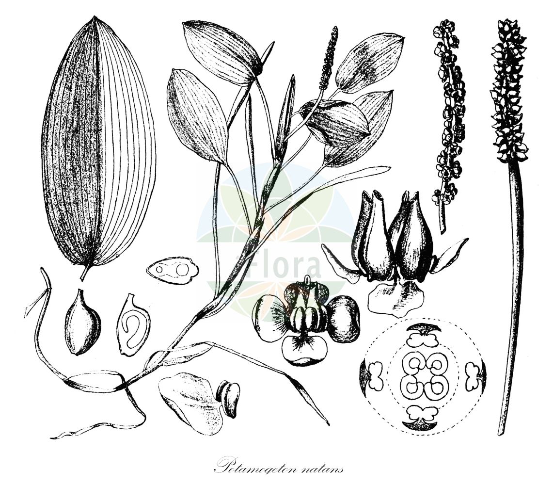 Potamogeton natans - Potamogetonaceae,Plantae,Pteridobiotina,Angiosperms,Alismatales,Potamogetonaceae,Potamogeton,Potamogeton natans,Buccaferrea natans, Potamogeton affinis, Potamogeton besseri, Potamogeton fluitans subsp. petiolaris, Potamogeton fluitans var. petiolatus, Potamogeton kirkii, Potamogeton morongii, Potamogeton natans f. angustifolius, Potamogeton natans f. fluviatilis, Potamogeton natans f. lancifolius, Potamogeton natans f. ovalifolius, Potamogeton natans f. rotundifolius, Potamogeton natans f. terrestris, Potamogeton natans f. vulgaris, Potamogeton natans subsp. ellipticus, Potamogeton natans subsp. explanatus, Potamogeton natans subsp. kirkii, Potamogeton natans subsp. petiolaris, Potamogeton natans subsp. petiolatus, Potamogeton natans subsp. vulgaris, Potamogeton natans var. acaulis, Potamogeton natans var. angustifolius, Potamogeton natans var. explanatus, Potamogeton natans var. fluviatilis, Potamogeton natans var. intermedius, Potamogeton natans var. lancifolius, Potamogeton natans var. major, Potamogeton natans var. media, Potamogeton natans var. minor, Potamogeton natans var. ovalifolius, Potamogeton natans var. petiolaris, Potamogeton natans var. petiolatus, Potamogeton natans var. prolixus, Potamogeton natans var. pygmaeus, Potamogeton natans var. rotundifolius, Potamogeton natans var. subnatans, Potamogeton natans var. terrestris, Potamogeton natans var. vulgaris, Potamogeton paludosus, Potamogeton petiolaris, Potamogeton petiolatus, Potamogeton plantago, Potamogeton samariformis, Potamogeton sparganiifolius, Potamogeton uliginosus, Spirillus natans,Schwimmendes Laichkraut;Rippennerviges Laichkraut;broad-leaved pondweed;floating-leaf pondweed;potamot flottat;floating pondweed;Potamot flottant;potamot nageant;épi d'eau;llengua d'oca;espiga de agua;cucharetas;espigada;espina de agua;hierba de agua;potamogeton;Brasca comune;lingua d'acqua;naiade natante;potamogeto maggiore;drijvend fonteinkruid;colher-de-folha-larga;acelga-aquática;celga-aquática;colher;espiga-da-água-de-folha-larga;mato-de-colher;potamogeto;potamogito;рдест плавающий;suotu;gjuhujësja;potamogeta notuese;potamoxheton;potamogèton natant;plivajući mrijesnjak;gädd-nate;gäddnate;svømmende vandaks;rdestnica pływająca;me-hiru-mushiro;メヒルムシロ;plavajoci dristavec;úszó békaszőlő;rdest plovouci;rdest vzplývavý;broscariță;červenavec plávajúci;рдесник плаваючий;плаващ ръждавец;ujuv penikeel;peldošā glīvene;vanleg tjønnaks;uistinvita;бобур;пливајућа ресина;пливајуће таласиње;plūduriuojančioji plūdė;ποταμόχορτο;fú yè yǎn zǐ cài;浮叶眼子菜
