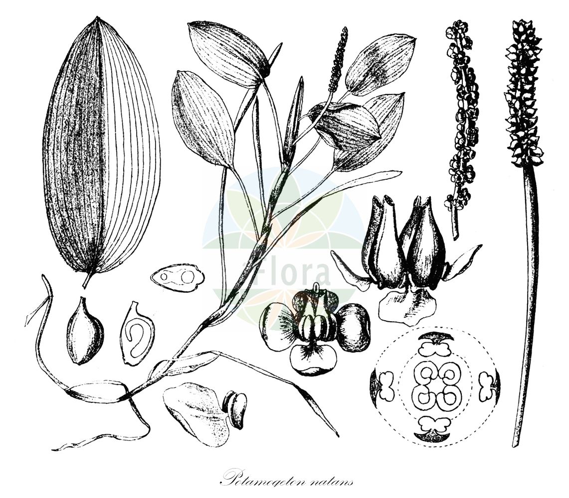 Historische Abbildung von Potamogeton natans (Schwimmendes Laichkraut - Broad-leaved Pondweed). Das Bild zeigt Blatt, Bluete, Frucht und Same. ---- Historical Drawing of Potamogeton natans (Schwimmendes Laichkraut - Broad-leaved Pondweed). The image is showing leaf, flower, fruit and seed.(Potamogeton natans,Schwimmendes Laichkraut,Broad-leaved Pondweed,Potamogeton natans,Schwimmendes Laichkraut,Rippennerviges Laichkraut,Broad-leaved Pondweed,Floating Pondweed,Floating-leaf Pondweed,Potamogeton,Laichkraut,Pondweed,Potamogetonaceae,Laichkrautgewächse,Pondweed family,Blatt,Bluete,Frucht,Same,leaf,flower,fruit,seed,Engler (1900-1937))