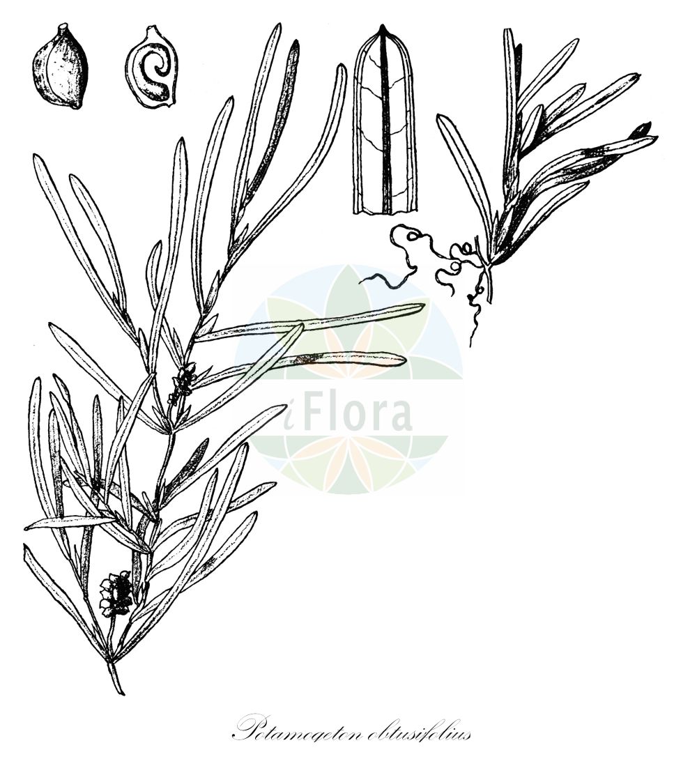 Historische Abbildung von Potamogeton obtusifolius (Stumpfblättriges Laichkraut - Blunt-leaved Pondweed). Das Bild zeigt Blatt, Bluete, Frucht und Same. ---- Historical Drawing of Potamogeton obtusifolius (Stumpfblättriges Laichkraut - Blunt-leaved Pondweed). The image is showing leaf, flower, fruit and seed.(Potamogeton obtusifolius,Stumpfblättriges Laichkraut,Blunt-leaved Pondweed,Potamogeton obtusifolius,Stumpfblaettriges Laichkraut,Blunt-leaved Pondweed,Bluntleaf Pondweed,Broad-leaved Pondweed,Grassy Pondweed,Potamogeton,Laichkraut,Pondweed,Potamogetonaceae,Laichkrautgewächse,Pondweed family,Blatt,Bluete,Frucht,Same,leaf,flower,fruit,seed,Engler (1900-1937))