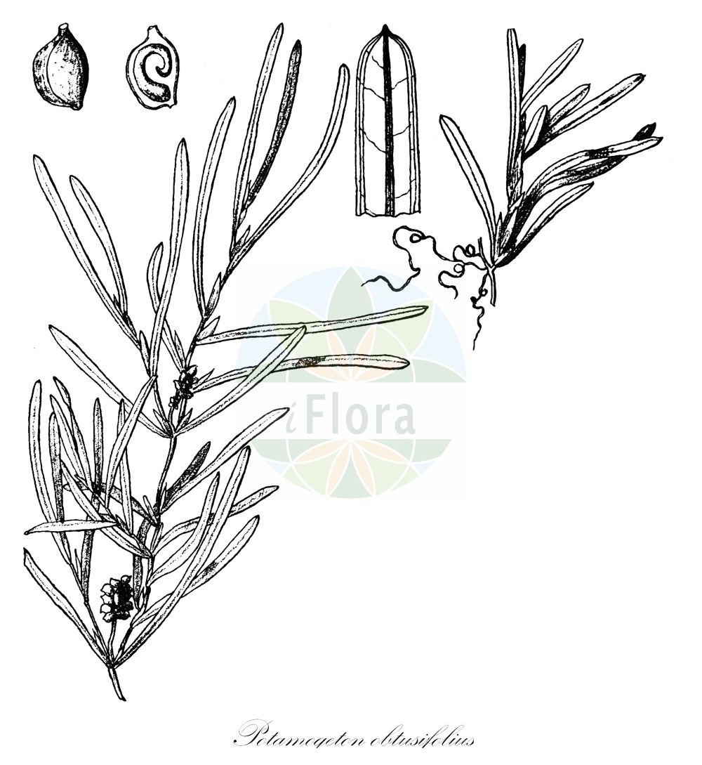 Potamogeton obtusifolius - Potamogetonaceae,Plantae,Pteridobiotina,Angiosperms,Alismatales,Potamogetonaceae,Potamogeton,Potamogeton obtusifolius,Buccaferrea obtusifolia, Potamogeton divaricatus, Potamogeton liljebladii, Potamogeton obtusifolius f. acutus, Potamogeton obtusifolius f. angustifolius, Potamogeton obtusifolius f. angustifolius, Potamogeton obtusifolius f. apiculatus, Potamogeton obtusifolius f. contractus, Potamogeton obtusifolius f. elongatus, Potamogeton obtusifolius f. insolitus, Potamogeton obtusifolius f. insolitus, Potamogeton obtusifolius f. latifolius, Potamogeton obtusifolius f. latifolius, Potamogeton obtusifolius f. microcarpus, Potamogeton obtusifolius f. muticus, Potamogeton obtusifolius f. obtusus, Potamogeton obtusifolius subf. acutus, Potamogeton obtusifolius subf. apiculatus, Potamogeton obtusifolius subf. muticus, Potamogeton obtusifolius subf. obtusus, Potamogeton obtusifolius subvar. acutus, Potamogeton obtusifolius subvar. apiculatus, Potamogeton obtusifolius subvar. muticus, Potamogeton obtusifolius subvar. obtusus, Potamogeton obtusifolius var. angustifolius, Potamogeton obtusifolius var. elongatus, Potamogeton obtusifolius var. latifolius, Potamogeton tataricus, Spirillus obtusifolius,Stumpfblättriges Laichkraut;blunt-leaved pondweed;potamot à feuilles obtuses;broad-leaved pondweed;grassy pondweed;bluntleaf pondweed;Potamot à feuilles obtuses;Brasca a foglie ottuse;brasca a foglie obtuse;stompbladig fonteinkruid;stomp fonteinkruid;рдест туполистный;trubbnate;butbladet vandaks;rdestnica stępiona;topolistni dristavec;tompalevelű békaszőlő;rdest tupolistý;červenavec tupolistý;рдесник туполистий;tömbilehine penikeel;struplapu glīvene;butt-tjønnaks;tylppälehtivita;bukalapė plūdė;dùn yè yǎn zǐ cài;钝叶眼子菜