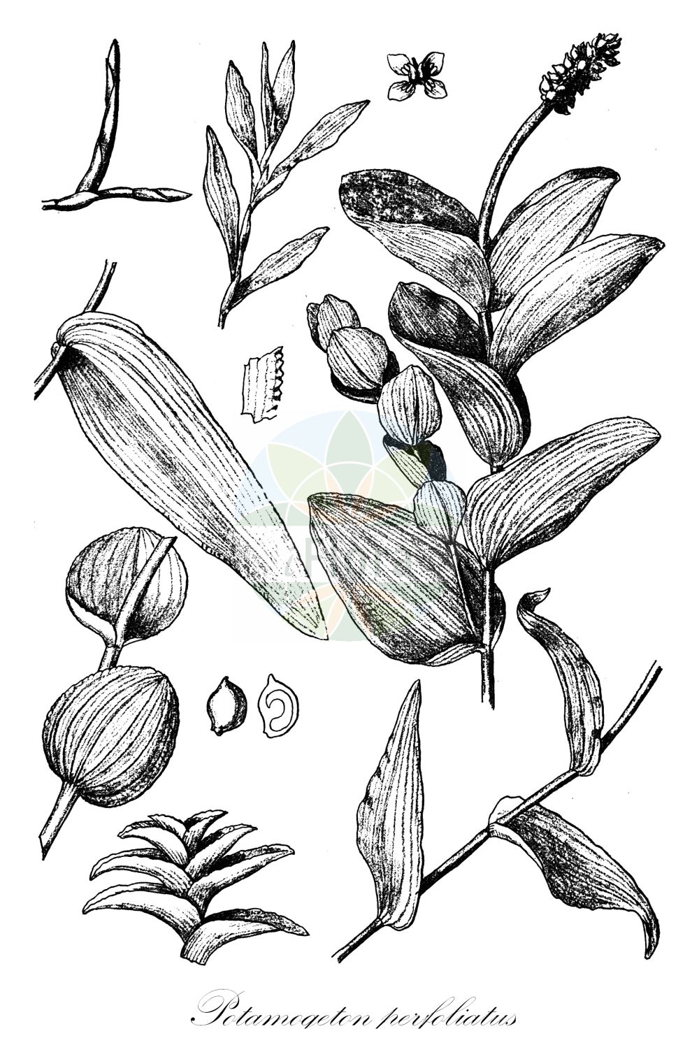 Historische Abbildung von Potamogeton perfoliatus (Durchwachsenes Laichkraut - Perfoliate Pondweed). Das Bild zeigt Blatt, Bluete, Frucht und Same. ---- Historical Drawing of Potamogeton perfoliatus (Durchwachsenes Laichkraut - Perfoliate Pondweed). The image is showing leaf, flower, fruit and seed.(Potamogeton perfoliatus,Durchwachsenes Laichkraut,Perfoliate Pondweed,Potamogeton perfoliatus,Durchwachsenes Laichkraut,Perfoliate Pondweed,Claspingleaf Pondweed,Potamogeton,Laichkraut,Pondweed,Potamogetonaceae,Laichkrautgewächse,Pondweed family,Blatt,Bluete,Frucht,Same,leaf,flower,fruit,seed,Engler (1900-1937))