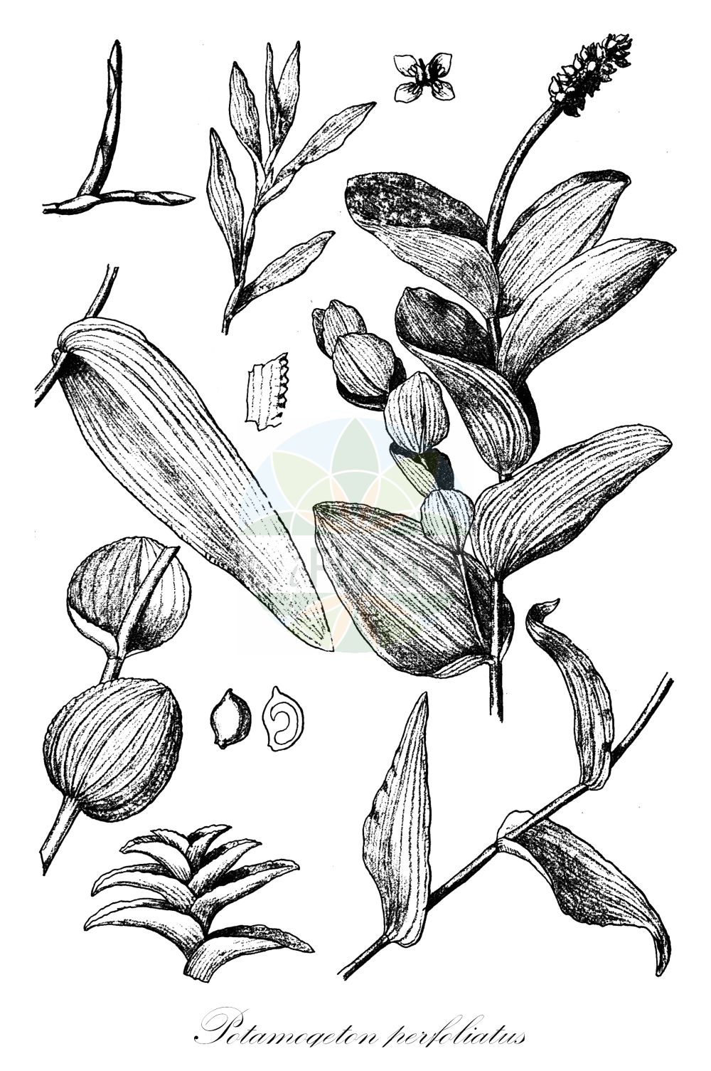 Potamogeton perfoliatus - Potamogetonaceae,Plantae,Pteridobiotina,Angiosperms,Alismatales,Potamogetonaceae,Potamogeton,Potamogeton perfoliatus,Buccaferrea amplexicaulis, Peltopsis perfoliata, Potamogeton alatofructus, Potamogeton amplexicaulis, Potamogeton bupleuroides, Potamogeton fulvus, Potamogeton juzepczukii, Potamogeton loeselii, Potamogeton perfoliatus f. acutifolius, Potamogeton perfoliatus f. densifolius, Potamogeton perfoliatus f. exornatus, Potamogeton perfoliatus f. imbecillus, Potamogeton perfoliatus f. longifolius, Potamogeton perfoliatus f. ovatolanceolatus, Potamogeton perfoliatus f. ovatus, Potamogeton perfoliatus f. prolixus, Potamogeton perfoliatus f. rotundifolius, Potamogeton perfoliatus f. simplex, Potamogeton perfoliatus f. simplex, Potamogeton perfoliatus subsp. bupleuroides, Potamogeton perfoliatus subsp. bupleuroides, Potamogeton perfoliatus subsp. perfoliatus, Potamogeton perfoliatus var. bupleuroides, Potamogeton perfoliatus var. densifolius, Potamogeton perfoliatus var. lacustris, Potamogeton perfoliatus var. lanceolatus, Potamogeton perfoliatus var. lancifolius, Potamogeton perfoliatus var. loeselii, Potamogeton perfoliatus var. macrophyllus, Potamogeton perfoliatus var. mandshuriensis, Potamogeton perfoliatus var. minor, Potamogeton perfoliatus var. muelleri, Potamogeton perfoliatus var. ovatifolius, Potamogeton perfoliatus var. ovatolanceolatus, Potamogeton perfoliatus var. perfoliatus, Potamogeton perfoliatus var. rotundifolius, Potamogeton perfoliatus var. typicus, Potamogeton praelongus, Spirillus perfoliatus,Durchwachsenes Laichkraut;perfoliate pondweed;potamot perfolié;claspingleaf pondweed;Potamot perfolié;espiga de agua;oreja de liebre;Brasca arrotondata;potamogeto perfogliato;naiade perfogliata;doorgroeid fonteinkruid;serralha-de-folha-redonda;рдест пронзеннолистный;рдест стеблеобъемлющий;sargınsuotu;potomoxheton;potamogèton perfoliat;prorasli mrijesnjak;ålnate;hjertebladet vandaks;rdestnica przeszyta;hiroha-no-ebi-mo;ヒロハノエビモ;preraslolistni dristavec;hínáros békaszőlő;rdest prorostlý;moț;červenavec prerastaný;červenavec prerastenolistý;рдесник пронизанолистий;стъблообхващащ ръждавец;kaelus-penikeel;skaujošā glīvene;hjartetjønnaks;ahvenvita;naharonit lofetet;נַהֲרוֹנִית לוֹפֶתֶת;permautalape plūdė;chuān yè yǎn zǐ cài;穿叶眼子菜