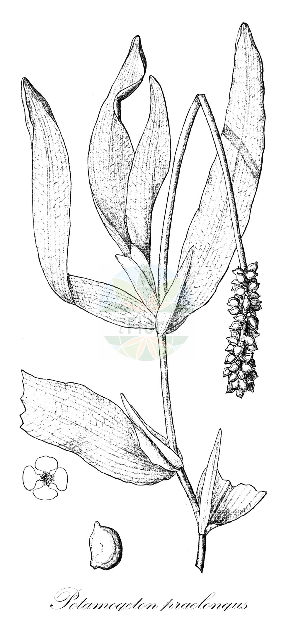 Potamogeton praelongus - Potamogetonaceae,Plantae,Pteridobiotina,Angiosperms,Alismatales,Potamogetonaceae,Potamogeton,Potamogeton praelongus,Potamogeton acuminatus, Potamogeton flexuosus, Potamogeton flexuosus, Potamogeton praelongus f. brevifolius, Potamogeton praelongus f. curvatus, Potamogeton praelongus f. elegans, Potamogeton praelongus f. praelongus, Potamogeton praelongus f. pygmaeus, Potamogeton praelongus subvar. elegans, Potamogeton praelongus var. angustifolius, Potamogeton praelongus var. brevifolius, Potamogeton praelongus var. elegans, Potamogeton praelongus var. ellipticifolius, Potamogeton praelongus var. magninii, Potamogeton praelongus var. stipularis, Spirillus praelongus,Langblättriges Laichkraut;Gestrecktes Laichkraut;long-stalked pondweed;white-stemmed pondweed;potamot à longs pédoncules;white-stem pondweed;Potamot allongé;Brasca a foglie lunghe;langstengelig fonteinkruid;рдест длиннейший;şark susümbülü;långnate;langbladet vandaks;rdestnica zabarwiona;nagaba-ebi-mo;ナガバエビノ;podaljšani dristavec;békaszőlő;rdest dlouholistý;рдесник довгий;най-дълъг ръждавец;pikk penikeel;visgarā glīvene;nykketjønnaks;pitkälehtivita;ilgoji plūdė;bái jīng yǎn zǐ cài;白茎眼子菜;bái jīng yǎn zǐ cài