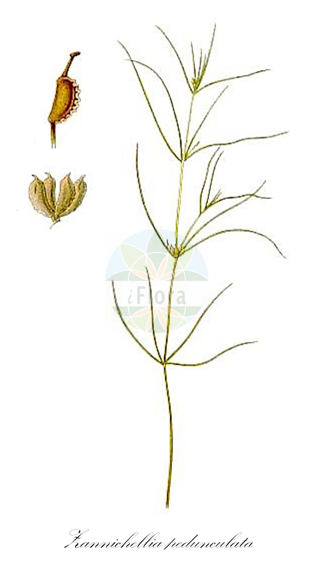 Ruppia maritima - Ruppiaceae,Plantae,Pteridobiotina,Angiosperms,Alismatales,Ruppiaceae,Ruppia,Ruppia maritima,Buccaferrea maritima, Ruppia andina, Ruppia brachypus, Ruppia brachypus subsp. bahusiensis, Ruppia brevipes, Ruppia cirrhosa subsp. longipes, Ruppia curvicarpa, Ruppia intermedia, Ruppia intermedia, Ruppia marina, Ruppia maritima f. aculeata, Ruppia maritima f. brevirostris, Ruppia maritima f. curvirorstris, Ruppia maritima f. pectinata, Ruppia maritima prol. brachypus, Ruppia maritima prol. brevirostris, Ruppia maritima prol. curvicarpa, Ruppia maritima subsp. brachypus, Ruppia maritima subsp. brachypus, Ruppia maritima subsp. brachypus, Ruppia maritima subsp. brevirostris, Ruppia maritima subsp. intermedia, Ruppia maritima subsp. obliqua, Ruppia maritima subsp. rostellata, Ruppia maritima subsp. rostrata, Ruppia maritima var. brachypus, Ruppia maritima var. brachypus, Ruppia maritima var. brevirostris, Ruppia maritima var. brevirostris, Ruppia maritima var. curvicarpa, Ruppia maritima var. exigua, Ruppia maritima var. floridana, Ruppia maritima var. intermedia, Ruppia maritima var. japonica, Ruppia maritima var. longipes, Ruppia maritima var. maritima, Ruppia maritima var. minor, Ruppia maritima var. obliqua, Ruppia maritima var. onondagensis, Ruppia maritima var. pacifica, Ruppia maritima var. recta, Ruppia maritima var. rostellata, Ruppia maritima var. rostrata, Ruppia maritima var. subcapitata, Ruppia obliqua, Ruppia pectinata, Ruppia rostellata, Ruppia rostellata var. brachypus, Ruppia rostellata var. brachypus, Ruppia salina, Ruppia spiralis subsp. longipes, Ruppia spiralis subsp. transsilvanica, Ruppia subsessilis, Ruppia taquetii, Ruppia transsilvanica, Ruppia trichodes, Ruppia zosteroides, Zannichellia pedunculata,Meeres-Salde;Geschnäbelte Salde;Strand-Salde;Meeres-Ruppie;beaked tasselweed;ruppie maritime;tassel pondweed;widgeon grass;ditch-grass;ruppia maritime;ruppelle;alguette;alguette maritime;ruppia à pédoncule court;ruppia rostrée;broza de agua;madejas;ruipa rostrada;erba da chiozzi comune;fieno di mare;zee-ruppia;snavelruppia;руппия морская;sahil ördekotu;rupie;rúpia;primorska rupija;hårnating;rupia morska;nejiri-kawa-tsuru-mo;ネジリカワツルモ;obmorska rupija;рупія морська;морска рупия;harilik heinmuda;jūras rupija;småhavgras;merihapsikka;rupeyat hayam;רוּפְּיַת הַיָּם;jūrinė rupija;chuān mán zǎo;川蔓藻