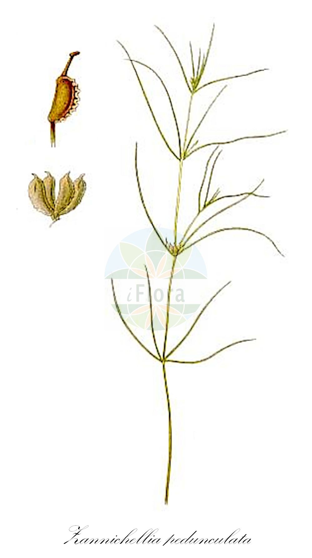 Historische Abbildung von Zannichellia pedunculata (Salz-Teichfaden). Das Bild zeigt Blatt, Bluete, Frucht und Same. ---- Historical Drawing of Zannichellia pedunculata (Salz-Teichfaden). The image is showing leaf, flower, fruit and seed.(Zannichellia pedunculata,Salz-Teichfaden,Zannichellia pedicellata,Zannichellia pedunculata,Salz-Teichfaden,Zannichellia,Teichfaden,Horned Pondweed,Potamogetonaceae,Laichkrautgewächse,Pondweed family,Blatt,Bluete,Frucht,Same,leaf,flower,fruit,seed,Lindman (1901-1905))