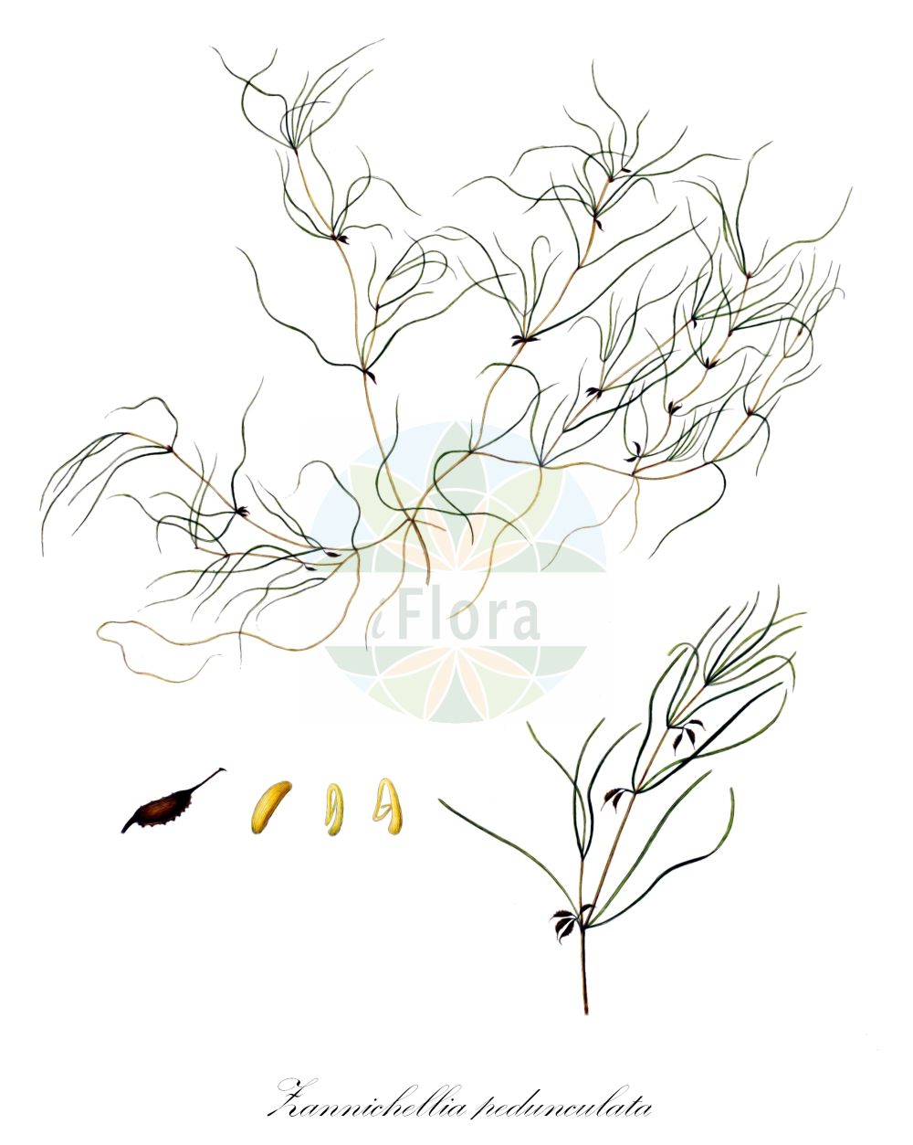 Historische Abbildung von Zannichellia pedunculata (Salz-Teichfaden). Das Bild zeigt Blatt, Bluete, Frucht und Same. ---- Historical Drawing of Zannichellia pedunculata (Salz-Teichfaden). The image is showing leaf, flower, fruit and seed.(Zannichellia pedunculata,Salz-Teichfaden,Zannichellia pedicellata,Zannichellia pedunculata,Salz-Teichfaden,Zannichellia,Teichfaden,Horned Pondweed,Potamogetonaceae,Laichkrautgewächse,Pondweed family,Blatt,Bluete,Frucht,Same,leaf,flower,fruit,seed,Oeder (1761-1883))