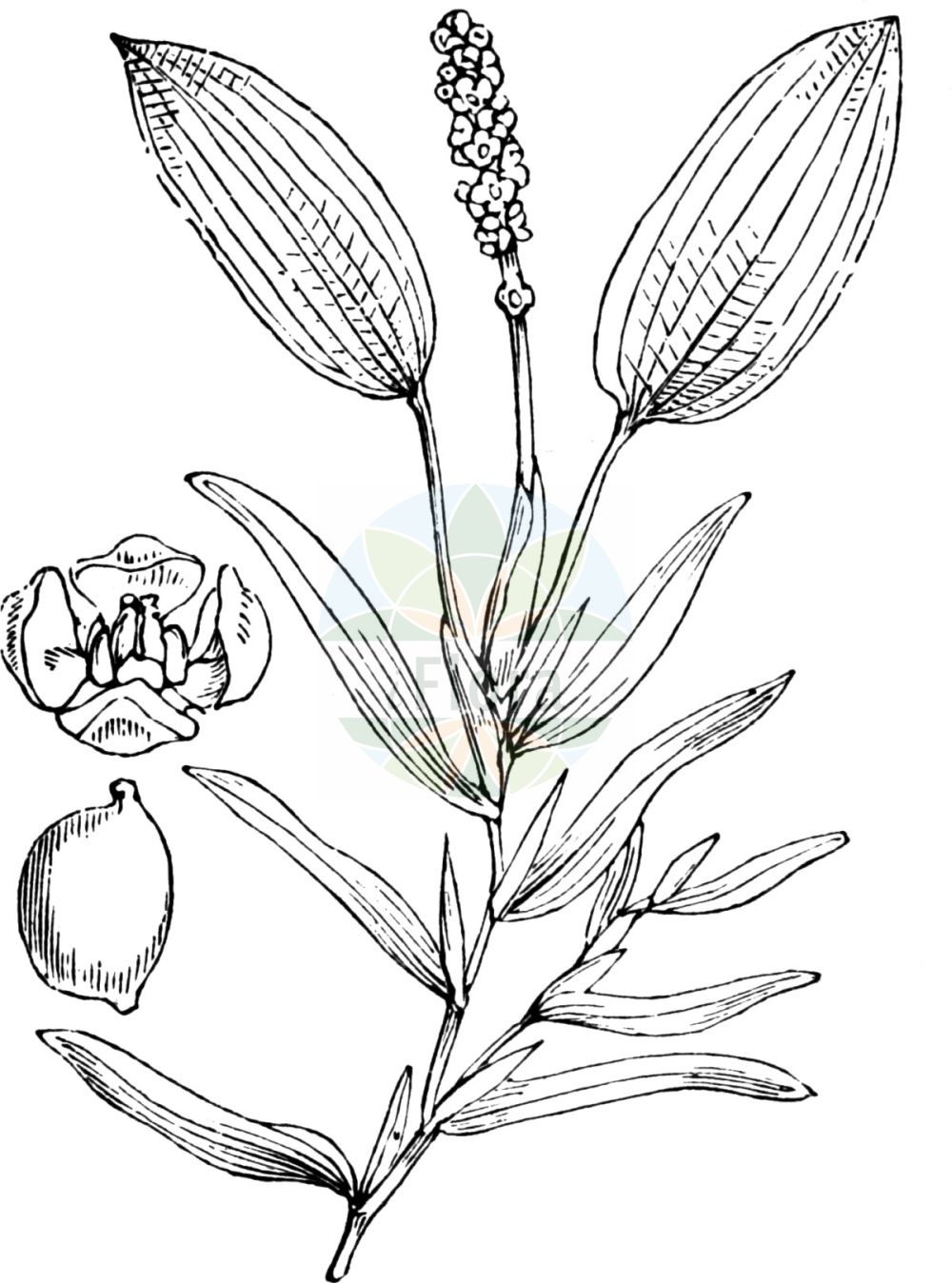 Potamogeton gramineus - Potamogetonaceae,Plantae,Pteridobiotina,Angiosperms,Alismatales,Potamogetonaceae,Potamogeton,Potamogeton gramineus,Potamogeton argutulus, Potamogeton argutulus f. puyensis, Potamogeton augustani, Potamogeton augustanus, Potamogeton biformoides, Potamogeton borealis, Potamogeton crassipes, Potamogeton delicatulus, Potamogeton distachyus, Potamogeton falcatus, Potamogeton gracilis, Potamogeton gramineus f. angermanicus, Potamogeton gramineus f. angustifolius, Potamogeton gramineus f. fluctuans, Potamogeton gramineus f. gramineus, Potamogeton gramineus f. jemtlandicus, Potamogeton gramineus f. longipedunculatus, Potamogeton gramineus f. marinus, Potamogeton gramineus f. maximus, Potamogeton gramineus f. maximus, Potamogeton gramineus f. myriophyllus, Potamogeton gramineus f. ovatifolius, Potamogeton gramineus f. septentrionalis, Potamogeton gramineus f. sinuensis, Potamogeton gramineus f. stagnalis, Potamogeton gramineus f. terrestris, Potamogeton gramineus f. wolfgangii, Potamogeton gramineus subsp. heterophyllus, Potamogeton gramineus subsp. heterophyllus, Potamogeton gramineus subsp. wolfgangii, Potamogeton gramineus subvar. angermanicus, Potamogeton gramineus subvar. angustifolius, Potamogeton gramineus subvar. jemtlandicus, Potamogeton gramineus subvar. marinus, Potamogeton gramineus subvar. septentrionalis, Potamogeton gramineus subvar. sinuensis, Potamogeton gramineus var. boreale, Potamogeton gramineus var. curvifolius, Potamogeton gramineus var. debilis, Potamogeton gramineus var. fluctuans, Potamogeton gramineus var. fluviatilis, Potamogeton gramineus var. gramineus, Potamogeton gramineus var. graminifolius, Potamogeton gramineus var. heterophyllus, Potamogeton gramineus var. hybridus, Potamogeton gramineus var. lacustris, Potamogeton gramineus var. lacustris, Potamogeton gramineus var. longipedunculatus, Potamogeton gramineus var. maximus, Potamogeton gramineus var. minimus, Potamogeton gramineus var. myriophyllus, Potamogeton gramineus var. nigrescens, Potamogeton gramineus var. parvifolius, Potamogeton gramineus var. riparius, Potamogeton gramineus var. septentrionalis, Potamogeton gramineus var. stagnalis, Potamogeton gramineus var. stenophyllus, Potamogeton gramineus var. terrestris, Potamogeton gramineus var. typicus, Potamogeton gramineus var. wolfgangii, Potamogeton graminifolius, Potamogeton heterophyllus, Potamogeton heterophyllus, Potamogeton heterophyllus f. gramineus, Potamogeton heterophyllus f. graminifolius, Potamogeton heterophyllus f. longipedunculatus, Potamogeton heterophyllus f. maximus, Potamogeton heterophyllus f. minimus, Potamogeton heterophyllus f. myriophyllus, Potamogeton heterophyllus var. elongatus, Potamogeton heterophyllus var. fluctuans, Potamogeton heterophyllus var. foliosus, Potamogeton heterophyllus var. gramineus, Potamogeton heterophyllus var. graminifolius, Potamogeton heterophyllus var. latifolius, Potamogeton heterophyllus var. major, Potamogeton heterophyllus var. paucifolius, Potamogeton heterophyllus var. terrestris, Potamogeton hybridus, Potamogeton hybridus, Potamogeton lanceolatus, Potamogeton lanciformis, Potamogeton latifolius, Potamogeton lonchites, Potamogeton longipedunculatus, Potamogeton nigrescens, Potamogeton nitens f. merloensis, Potamogeton nitens var. merloensis, Potamogeton oblongifolius, Potamogeton palustris, Potamogeton paucifolius, Potamogeton proteus unr. heterophyllus, Potamogeton rufescens subsp. nigrescens, Potamogeton seemenii, Potamogeton spathaeformis, Potamogeton varians, Potamogeton varians, Potamogeton wolfgangii, Potamogeton zizii f. elongatus, Potamogeton zizii var. elongatus, Spirillus heterophyllus, Spirillus lonchites,Gras-Laichkraut;Grasartiges Laichkraut;various-leaved pondweed;potamot à feuilles de graminées;variable pondweed;variableleaf pondweed;Potamot graminée;alcacel de agua;alga de rio;Brasca ingrossata;gras-fonteinkruid;grasfonteinkruid;ongelijkbladig fonteinkruid;рдест злаковый;рдест растолистный;çimsusümbülü;potamogeta gramore;potamoxheton;travoliki mrijesnjak;gräsnate;græsbladet vandaks;rdestnica trawiasta;ezo-no-hiru-mushiro;エヲノヒルムシロ;travnatolistni dristavec;felemáslevelű békaszőlő;rdest trávolistý;rdest trávovitý;červenavec trávolistý;рдесник злаколистий;тревистолистен ръждавец;hein-penikeel;zālainā glīvene;grastjønnaks;heinävita;siauralapė plūdė;hé yè yǎn zǐ cài;禾叶眼子菜