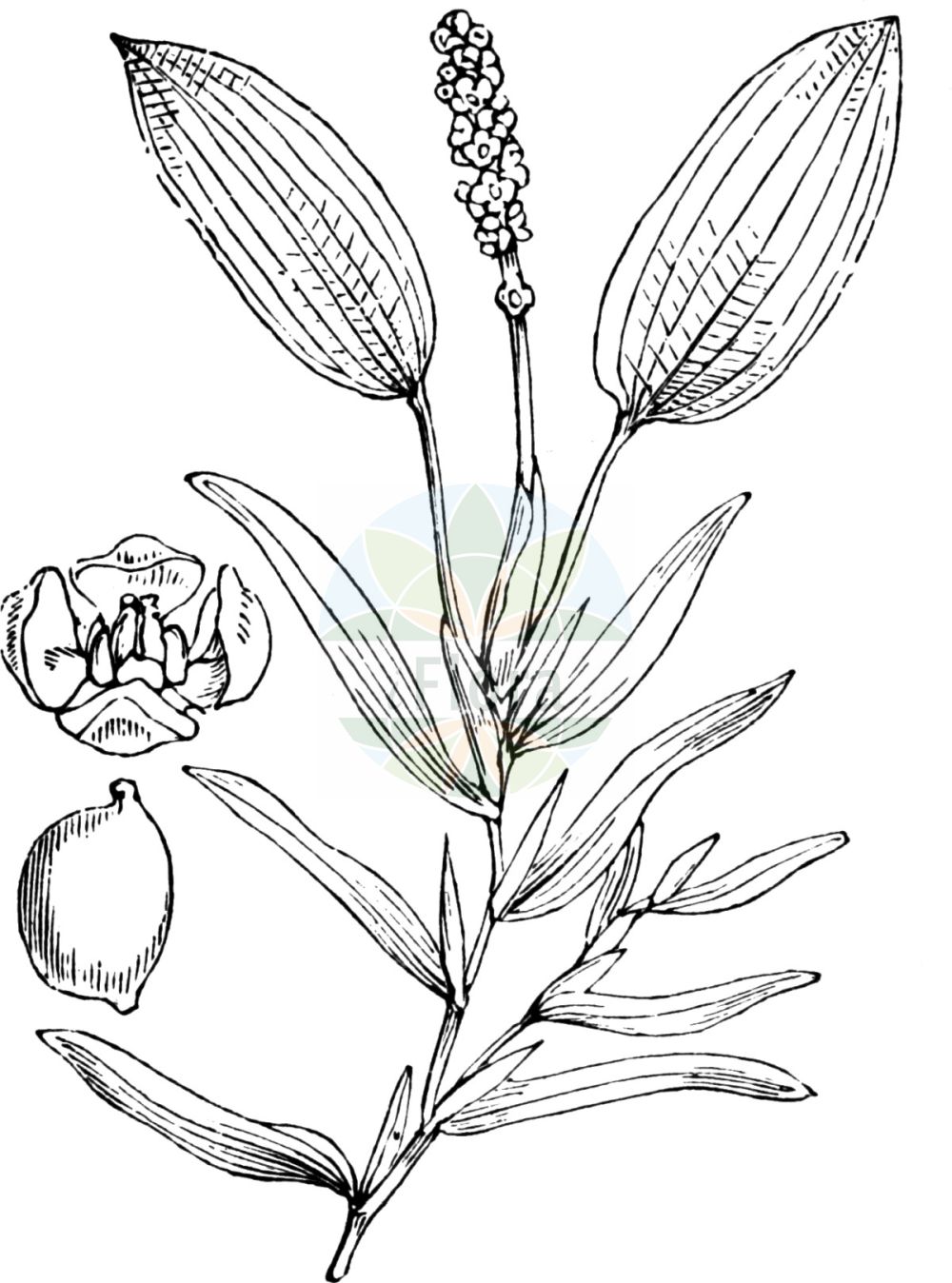 Historische Abbildung von Potamogeton gramineus (Grasartiges Laichkraut - Various-leaved Pondweed). Das Bild zeigt Blatt, Bluete, Frucht und Same. ---- Historical Drawing of Potamogeton gramineus (Grasartiges Laichkraut - Various-leaved Pondweed). The image is showing leaf, flower, fruit and seed.(Potamogeton gramineus,Grasartiges Laichkraut,Various-leaved Pondweed,Potamogeton biformis,Potamogeton gramineus,Potamogeton heterophyllus,Potamogeton rufescens subsp. nigrescens,Grasartiges Laichkraut,Gras-Laichkraut,Various-leaved Pondweed,Variable Pondweed,Variableleaf Pondweed,Potamogeton,Laichkraut,Pondweed,Potamogetonaceae,Laichkrautgewächse,Pondweed family,Blatt,Bluete,Frucht,Same,leaf,flower,fruit,seed,Fitch et al. (1880))