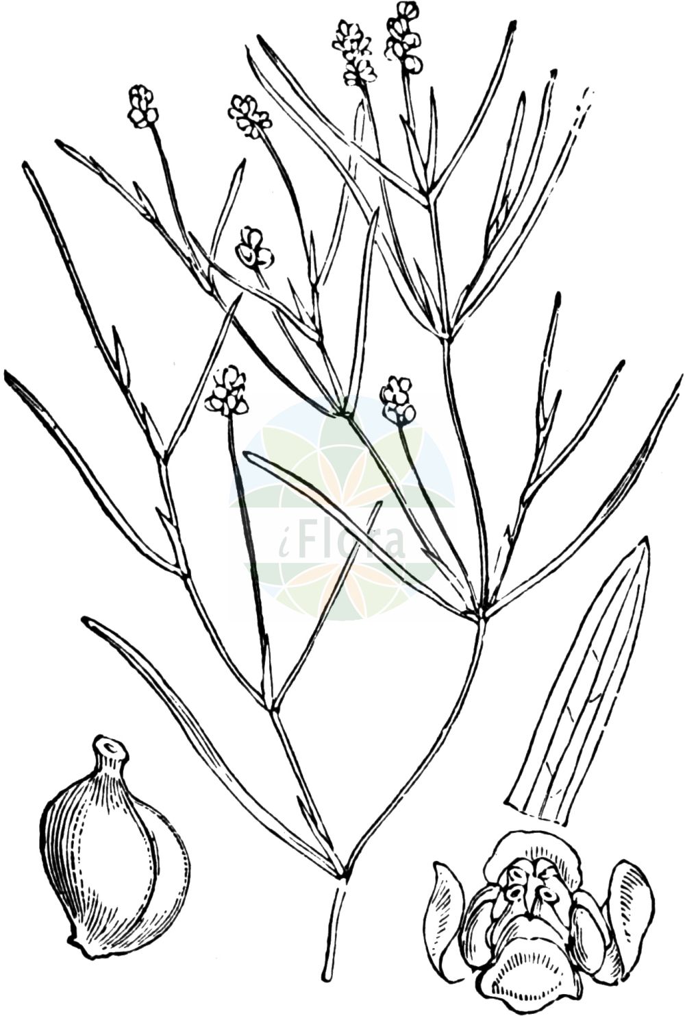 Historische Abbildung von Potamogeton pusillus (Zwerg-Laichkraut - Lesser Pondweed). Das Bild zeigt Blatt, Bluete, Frucht und Same. ---- Historical Drawing of Potamogeton pusillus (Zwerg-Laichkraut - Lesser Pondweed). The image is showing leaf, flower, fruit and seed.(Potamogeton pusillus,Zwerg-Laichkraut,Lesser Pondweed,Potamogeton gracilis,Potamogeton panormitanus,Potamogeton pusillus,Potamogeton skvortsovii,Zwerg-Laichkraut,Kleines Laichkraut,Lesser Pondweed,Slender Pondweed,Small Pondweed,Potamogeton,Laichkraut,Pondweed,Potamogetonaceae,Laichkrautgewächse,Pondweed family,Blatt,Bluete,Frucht,Same,leaf,flower,fruit,seed,Fitch et al. (1880))