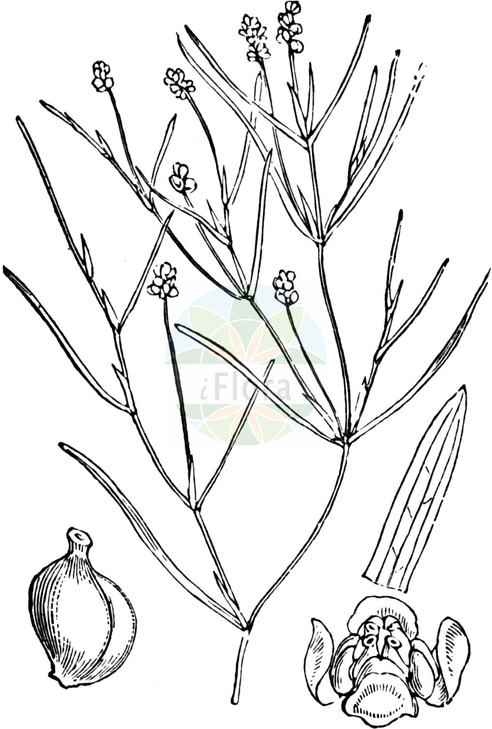 Potamogeton pusillus - Potamogetonaceae,Plantae,Pteridobiotina,Angiosperms,Alismatales,Potamogetonaceae,Potamogeton,Potamogeton pusillus,Buccaferrea pusilla, Potamogeton aschersonii, Potamogeton aschersonii f. pusilloides, Potamogeton badius, Potamogeton berteroanus, Potamogeton caespitosus, Potamogeton compressus var. elongatus, Potamogeton denticulatus, Potamogeton dualis, Potamogeton exiguus, Potamogeton gracilis, Potamogeton lateralis f. incompletus, Potamogeton lateralis f. subcompletus, Potamogeton millardii, Potamogeton panormitanus, Potamogeton panormitanus var. major, Potamogeton panormitanus var. minor, Potamogeton panormitanus var. minor, Potamogeton pusilliformis, Potamogeton pusillus prol. panormitanus, Potamogeton pusillus subsp. argentinus, Potamogeton pusillus subsp. panormitanus, Potamogeton pusillus subsp. pusillus, Potamogeton pusillus subsp. sturrockii, Potamogeton pusillus subsp. sturrockii, Potamogeton pusillus subvar. interruptus, Potamogeton pusillus var. africanus, Potamogeton pusillus var. capillaris, Potamogeton pusillus var. capitatus, Potamogeton pusillus var. elongatus, Potamogeton pusillus var. lacunatus, Potamogeton pusillus var. latifolius, Potamogeton pusillus var. latifolius, Potamogeton pusillus var. longepedunculatus, Potamogeton pusillus var. major, Potamogeton pusillus var. minor, Potamogeton pusillus var. panormitanus, Potamogeton pusillus var. panormitanus, Potamogeton pusillus var. panormitanus, Potamogeton pusillus var. pseudorutilus, Potamogeton pusillus var. pusillus, Potamogeton pusillus var. sphaerocarpus, Potamogeton pusillus var. tenuifolius, Potamogeton pusillus var. typicus, Potamogeton pusillus var. vulgaris, Potamogeton reichenbachii, Potamogeton rutilus subsp. caespitosus, Potamogeton sturrockii, Potamogeton subjavanicus, Potamogeton subtrichodes, Potamogeton tenuifolius, Potamogeton tenuissimus, Potamogeton tenuissimus, Potamogeton trichoides, Potamogeton trinervius, Potamogeton turionifer, Potamogeton turionifer var. mucronulatus, Potamogeton turionifer var. tenuis, Spirillus pusillus,Zwerg-Laichkraut;Kleines Laichkraut;lesser pondweed;potamot nain;slender pondweed;small pondweed;Potamot fluet;potamot de Palerme;broza de agua;Brasca palermitana;erba grata;naiade sottile;klein fonteinkruid;tenger fonteinkruid;рдест Брехтольда;рдест маленкий;рдест палермскмй;güdük susümbülü;kalli i vogêl;potamogeta e vogël;potamoxheton;maleni mrijesnjak;spädnate;spinkel vandaks;rdestnica drobna;tsu-tsu-ito-mo;ツツイトモ;pritlikavi dristavec;apró békaszőlő;rdest maličký;červenavec maličký;červenavec maličkýpravý;рдесник маленький;дребен ръждавец;малък ръждавец;väike penikeel;sīkā glīvene;småtjønnaks;мала ресина;smulkioji plūdė;xiao yan zi cai;xiǎo yǎn zǐ cài;小眼子菜
