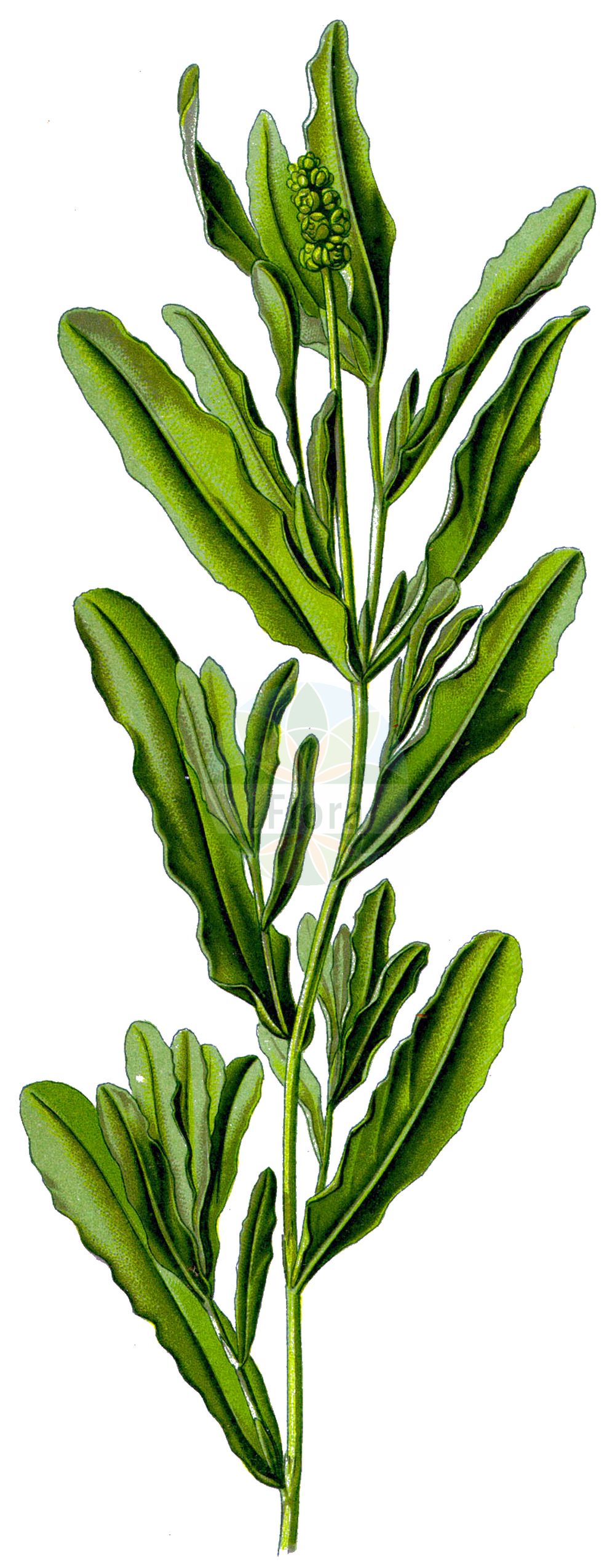 Historische Abbildung von Potamogeton crispus (Krauses Laichkraut - Curled Pondweed). Das Bild zeigt Blatt, Bluete, Frucht und Same. ---- Historical Drawing of Potamogeton crispus (Krauses Laichkraut - Curled Pondweed). The image is showing leaf, flower, fruit and seed.(Potamogeton crispus,Krauses Laichkraut,Curled Pondweed,Potamogeton crispus,Krauses Laichkraut,Curled Pondweed,Curly Pondweed,Curly-leaf Pondweed,Potamogeton,Laichkraut,Pondweed,Potamogetonaceae,Laichkrautgewächse,Pondweed family,Blatt,Bluete,Frucht,Same,leaf,flower,fruit,seed,Thomé (1885))