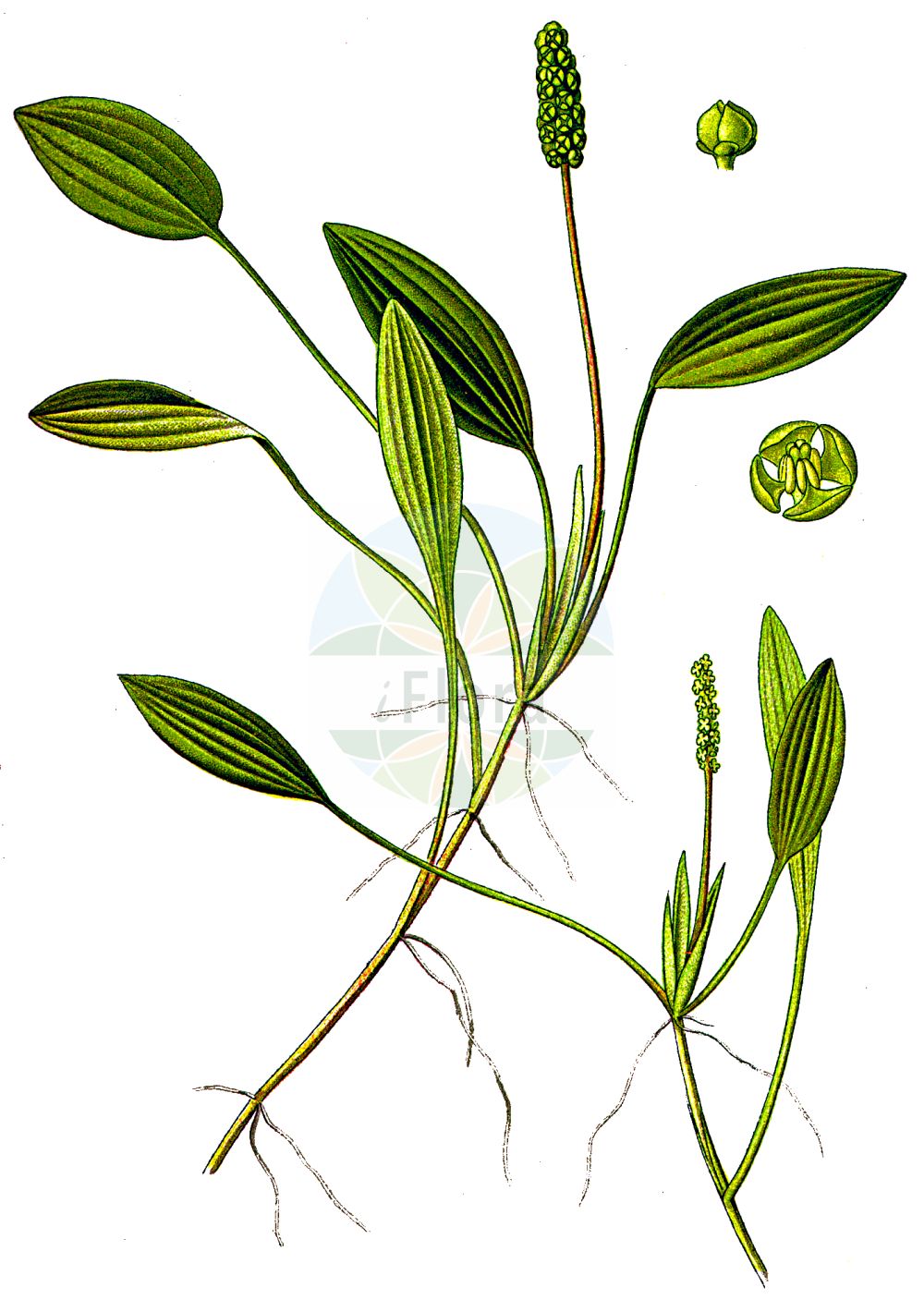 Historische Abbildung von Potamogeton polygonifolius (Knöterich-Laichkraut - Bog Pondweed). Das Bild zeigt Blatt, Bluete, Frucht und Same. ---- Historical Drawing of Potamogeton polygonifolius (Knöterich-Laichkraut - Bog Pondweed). The image is showing leaf, flower, fruit and seed.(Potamogeton polygonifolius,Knöterich-Laichkraut,Bog Pondweed,Potamogeton microcarpus,Potamogeton oblongus,Potamogeton polygonifolius,Knoeterich-Laichkraut,Bog Pondweed,Cinnamonspot Pondweed,Potamogeton,Laichkraut,Pondweed,Potamogetonaceae,Laichkrautgewächse,Pondweed family,Blatt,Bluete,Frucht,Same,leaf,flower,fruit,seed,Thomé (1885))