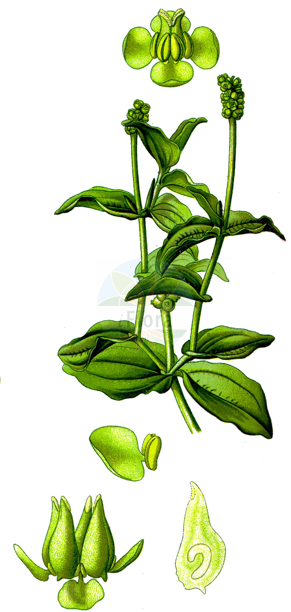 Potamogeton perfoliatus - Potamogetonaceae,Plantae,Pteridobiotina,Angiosperms,Alismatales,Potamogetonaceae,Potamogeton,Potamogeton perfoliatus,Buccaferrea amplexicaulis, Peltopsis perfoliata, Potamogeton alatofructus, Potamogeton amplexicaulis, Potamogeton bupleuroides, Potamogeton fulvus, Potamogeton juzepczukii, Potamogeton loeselii, Potamogeton perfoliatus f. acutifolius, Potamogeton perfoliatus f. densifolius, Potamogeton perfoliatus f. exornatus, Potamogeton perfoliatus f. imbecillus, Potamogeton perfoliatus f. longifolius, Potamogeton perfoliatus f. ovatolanceolatus, Potamogeton perfoliatus f. ovatus, Potamogeton perfoliatus f. prolixus, Potamogeton perfoliatus f. rotundifolius, Potamogeton perfoliatus f. simplex, Potamogeton perfoliatus f. simplex, Potamogeton perfoliatus subsp. bupleuroides, Potamogeton perfoliatus subsp. bupleuroides, Potamogeton perfoliatus subsp. perfoliatus, Potamogeton perfoliatus var. bupleuroides, Potamogeton perfoliatus var. densifolius, Potamogeton perfoliatus var. lacustris, Potamogeton perfoliatus var. lanceolatus, Potamogeton perfoliatus var. lancifolius, Potamogeton perfoliatus var. loeselii, Potamogeton perfoliatus var. macrophyllus, Potamogeton perfoliatus var. mandshuriensis, Potamogeton perfoliatus var. minor, Potamogeton perfoliatus var. muelleri, Potamogeton perfoliatus var. ovatifolius, Potamogeton perfoliatus var. ovatolanceolatus, Potamogeton perfoliatus var. perfoliatus, Potamogeton perfoliatus var. rotundifolius, Potamogeton perfoliatus var. typicus, Potamogeton praelongus, Spirillus perfoliatus,Durchwachsenes Laichkraut;perfoliate pondweed;potamot perfolié;claspingleaf pondweed;Potamot perfolié;espiga de agua;oreja de liebre;Brasca arrotondata;potamogeto perfogliato;naiade perfogliata;doorgroeid fonteinkruid;serralha-de-folha-redonda;рдест пронзеннолистный;рдест стеблеобъемлющий;sargınsuotu;potomoxheton;potamogèton perfoliat;prorasli mrijesnjak;ålnate;hjertebladet vandaks;rdestnica przeszyta;hiroha-no-ebi-mo;ヒロハノエビモ;preraslolistni dristavec;hínáros békaszőlő;rdest prorostlý;moț;červenavec prerastaný;červenavec prerastenolistý;рдесник пронизанолистий;стъблообхващащ ръждавец;kaelus-penikeel;skaujošā glīvene;hjartetjønnaks;ahvenvita;naharonit lofetet;נַהֲרוֹנִית לוֹפֶתֶת;permautalape plūdė;chuān yè yǎn zǐ cài;穿叶眼子菜