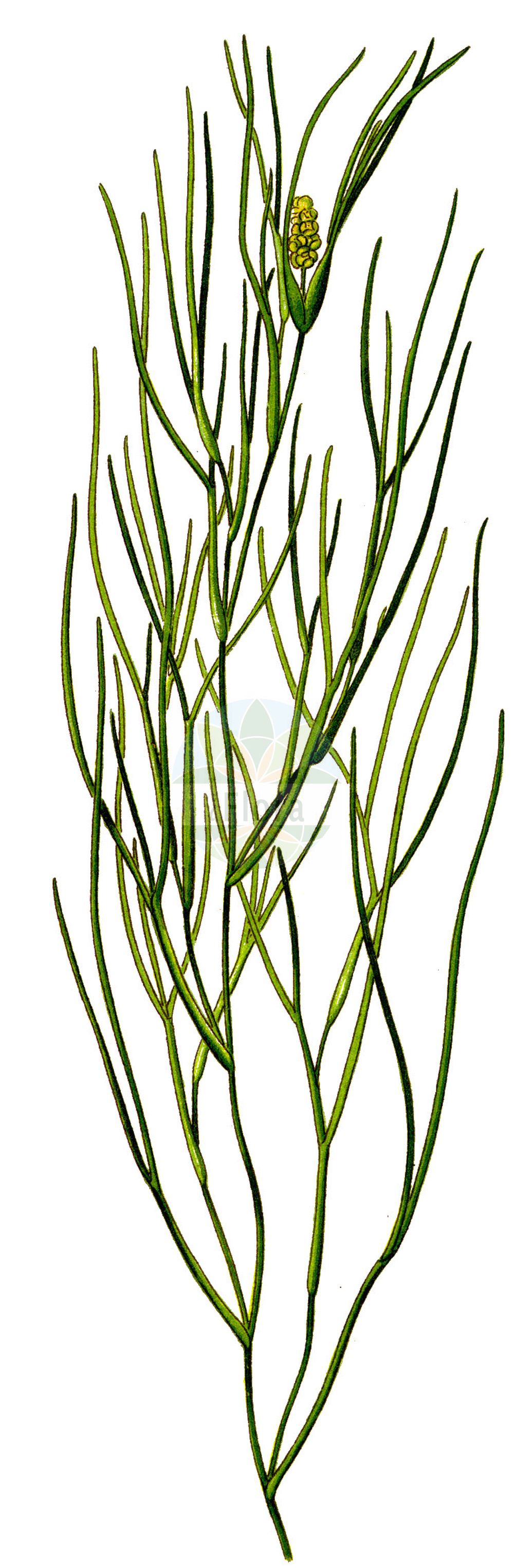 Stuckenia pectinata - Potamogetonaceae,Plantae,Pteridobiotina,Angiosperms,Alismatales,Potamogetonaceae,Stuckenia,Stuckenia pectinata,Buccaferrea pectinata, Coleogeton pectinatus, Potamogeton acifolius, Potamogeton angustissimus, Potamogeton balatonicus, Potamogeton borealis, Potamogeton bracteatus, Potamogeton chakassiensis, Potamogeton chakassiensis var. tenuior, Potamogeton columbianus, Potamogeton diffusus, Potamogeton drupaceus, Potamogeton erhaiensis, Potamogeton exstipulatus, Potamogeton filicaulis, Potamogeton filiformis subvar. helveticus, Potamogeton filiformis var. borealis, Potamogeton flabellatus, Potamogeton helveticus, Potamogeton helveticus var. balatonicus, Potamogeton interruptus, Potamogeton interruptus var. diffusus, Potamogeton interruptus var. ungulatus, Potamogeton intramongolicus, Potamogeton lanceolatus, Potamogeton leptanthus, Potamogeton livingstonei, Potamogeton marinus, Potamogeton marinus var. angustifolius, Potamogeton marinus var. caespitosus, Potamogeton marinus var. setaceus, Potamogeton miniatus, Potamogeton nanus, Potamogeton pectinatus, Potamogeton pectinatus f. acerosus, Potamogeton pectinatus f. brachypus, Potamogeton pectinatus f. caule-crasso, Potamogeton pectinatus f. coronatus, Potamogeton pectinatus f. devistitus, Potamogeton pectinatus f. dichotomus, Potamogeton pectinatus f. dichotomus, Potamogeton pectinatus f. geminatus, Potamogeton pectinatus f. glaucescens, Potamogeton pectinatus f. incrustatus, Potamogeton pectinatus f. interruptus, Potamogeton pectinatus f. laxus, Potamogeton pectinatus f. longipedunculatus, Potamogeton pectinatus f. lutiusculus, Potamogeton pectinatus f. notabilis, Potamogeton pectinatus f. pinguis, Potamogeton pectinatus f. pinguis, Potamogeton pectinatus f. potensus, Potamogeton pectinatus f. potensus, Potamogeton pectinatus f. pseudomarinus, Potamogeton pectinatus f. ramulosus, Potamogeton pectinatus f. scoparius, Potamogeton pectinatus f. scoparius, Potamogeton pectinatus f. spissus, Potamogeton pectinatus f. spissus, Potamogeton pectinatus f. subdrupaceus, Potamogeton pectinatus f. sublatifolius, Potamogeton pectinatus f. submarinus, Potamogeton pectinatus f. ulvensis, Potamogeton pectinatus f. ungulatus, Potamogeton pectinatus f. vulgaris, Potamogeton pectinatus f. zosteraceus, Potamogeton pectinatus f. zosteroides, Potamogeton pectinatus prol. interruptus, Potamogeton pectinatus prol. mongolicus, Potamogeton pectinatus prol. scoparius, Potamogeton pectinatus prol. zosteraceus, Potamogeton pectinatus subsp. balatonicus, Potamogeton pectinatus subsp. chakassiensis, Potamogeton pectinatus subsp. flabellatus, Potamogeton pectinatus subsp. helveticus, Potamogeton pectinatus subsp. mongolicus, Potamogeton pectinatus var. caespitosus, Potamogeton pectinatus var. coronatus, Potamogeton pectinatus var. dichotomus, Potamogeton pectinatus var. diffusus, Potamogeton pectinatus var. flabellatus, Potamogeton pectinatus var. foliosus, Potamogeton pectinatus var. gracilis, Potamogeton pectinatus var. helveticus, Potamogeton pectinatus var. interruptus, Potamogeton pectinatus var. latifolius, Potamogeton pectinatus var. marinus, Potamogeton pectinatus var. marinus, Potamogeton pectinatus var. mongolicus, Potamogeton pectinatus var. potensus, Potamogeton pectinatus var. protensis, Potamogeton pectinatus var. protensus, Potamogeton pectinatus var. ramosissimus, Potamogeton pectinatus var. scoparius, Potamogeton pectinatus var. setaceus, Potamogeton pectinatus var. submarinus, Potamogeton pectinatus var. tenuifolius, Potamogeton pectinatus var. tenuis, Potamogeton pectinatus var. ungulatus, Potamogeton pectinatus var. vaillantii, Potamogeton pectinatus var. zosteraceus, Potamogeton pectinatus var. zosteraceus, Potamogeton pusillus subsp. flabellatus, Potamogeton pusillus var. interruptus, Potamogeton siculus, Potamogeton tenuifolius, Potamogeton vaginatus f. helveticus, Potamogeton vaginatus subsp. helveticus, Potamogeton vaginatus var. helveticus, Potamogeton vaillantii, Potamogeton zosteraceus, Potamogeton zosteraceus, Spirillus interruptus, Spirillus pectiniformis, Stuckenia borealis, Stuckenia chakassiensis, Stuckenia filiformis subsp. borealis, Stuckenia helvetica, Stuckenia intramongolica, Stuckenia marina, Stuckenia mongolica, Stuckenia pectinata var. interrupta, Stuckenia zosteracea,Schweizer Laichkraut;Kamm-Laichkraut;Kammförmiges Laichkraut;fennel pondweed;sago-pondweed;potamot pectine;fennel-leaved pondweed;Potamot de Suisse;Potamot pectiné;espiga de agua;madejas;Brasca delle lagune;Brasca elvetica;potamogeto pettinato;kam-fonteinkruid;schedefonteinkruid;limo-mesto;limo-mestre;рдест гребенчатый;kalli uji gjethembështjellës;potamogeta me gjethe pushtuese;potamoxheton;češljasti mrijesnjak;borstnate;børstebladet vandaks;rdestnica grzebieniasta;ryû-no-hige-mo;リュノヒゲモ;čečljasti dristavec;fésüs békaszőlő;rókafejű réce;rdest hřebenitý;rdest prorostlý;rdestík hřebenitý;rdest hřebenitý;rdestík hřebenitý;рдесник гребінчастий;гребенест ръждавец;гребеновиден ръждавец;стеъблоохващащ ръждавец;kamm-penikeel;ķemmveida glīvene;bust-tjønnaks;hapsivita;naharonit masrek;נַהֲרוֹנִית מַסְרְקָנִית;šukinė plūdė;bì chǐ yǎn zǐ cài;蓖齿眼子菜
