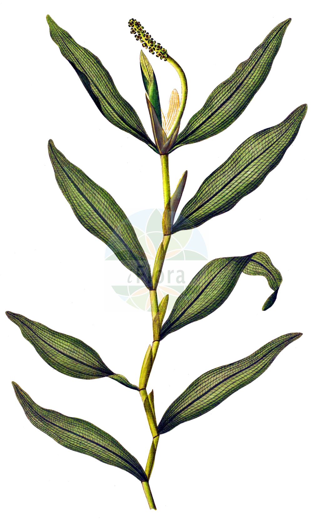 Potamogeton praelongus - Potamogetonaceae,Plantae,Pteridobiotina,Angiosperms,Alismatales,Potamogetonaceae,Potamogeton,Potamogeton praelongus,Potamogeton acuminatus, Potamogeton flexuosus, Potamogeton flexuosus, Potamogeton praelongus f. brevifolius, Potamogeton praelongus f. curvatus, Potamogeton praelongus f. elegans, Potamogeton praelongus f. praelongus, Potamogeton praelongus f. pygmaeus, Potamogeton praelongus subvar. elegans, Potamogeton praelongus var. angustifolius, Potamogeton praelongus var. brevifolius, Potamogeton praelongus var. elegans, Potamogeton praelongus var. ellipticifolius, Potamogeton praelongus var. magninii, Potamogeton praelongus var. stipularis, Spirillus praelongus,Langblättriges Laichkraut;Gestrecktes Laichkraut;long-stalked pondweed;white-stemmed pondweed;potamot à longs pédoncules;white-stem pondweed;Potamot allongé;Brasca a foglie lunghe;langstengelig fonteinkruid;рдест длиннейший;şark susümbülü;långnate;langbladet vandaks;rdestnica zabarwiona;nagaba-ebi-mo;ナガバエビノ;podaljšani dristavec;békaszőlő;rdest dlouholistý;рдесник довгий;най-дълъг ръждавец;pikk penikeel;visgarā glīvene;nykketjønnaks;pitkälehtivita;ilgoji plūdė;bái jīng yǎn zǐ cài;白茎眼子菜;bái jīng yǎn zǐ cài