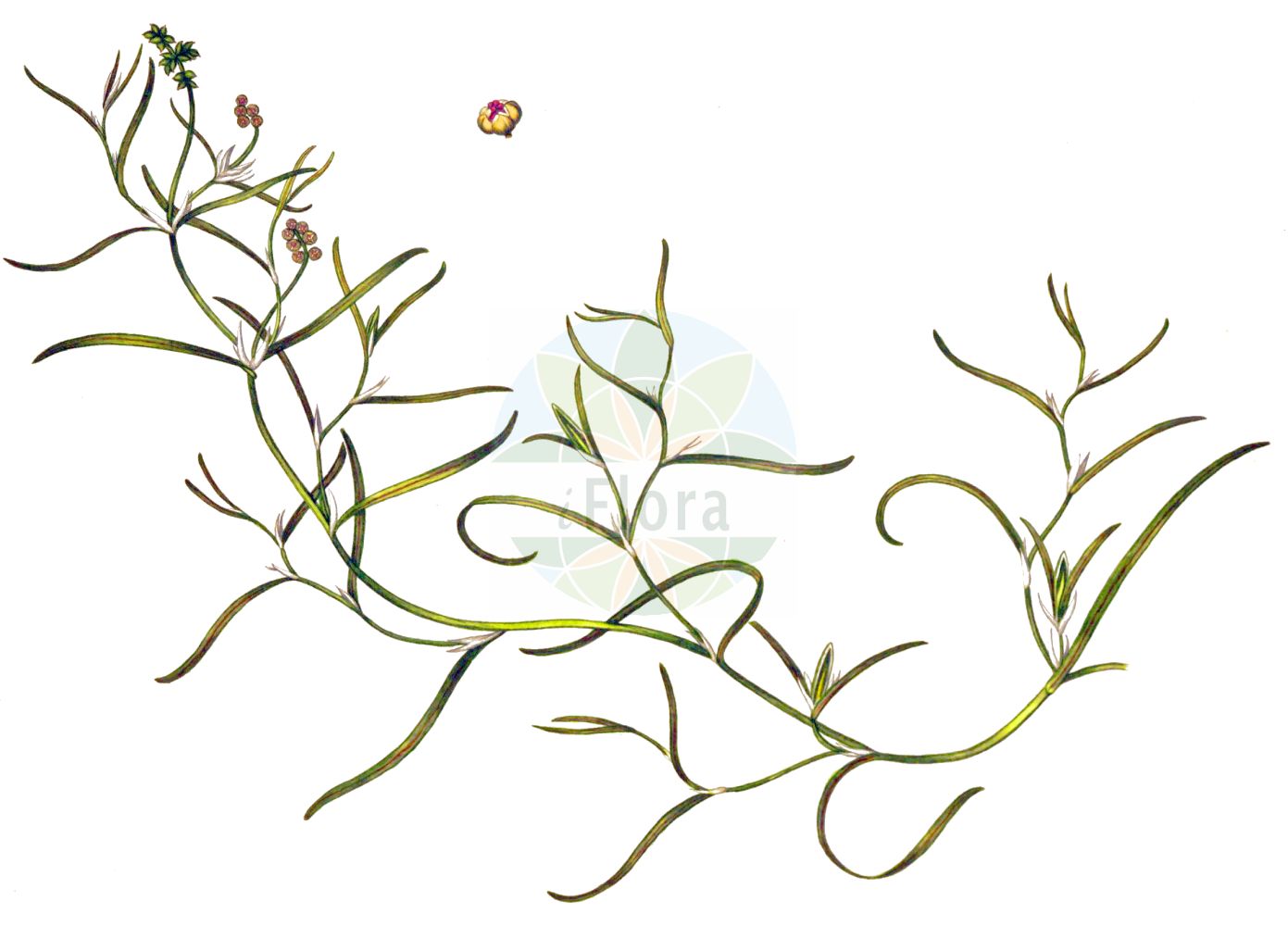 Historische Abbildung von Potamogeton compressus (Flachstängliges Laichkraut - Grass-wrack Pondweed). Das Bild zeigt Blatt, Bluete, Frucht und Same. ---- Historical Drawing of Potamogeton compressus (Flachstängliges Laichkraut - Grass-wrack Pondweed). The image is showing leaf, flower, fruit and seed.(Potamogeton compressus,Flachstängliges Laichkraut,Grass-wrack Pondweed,Potamogeton carinatus,Potamogeton compressus,Potamogeton zosterifolius,Flachstaengliges Laichkraut,Flachstengeliges Laichkraut,Grass-wrack Pondweed,Flatstem Pondweed,Eel-grass Pondweed,Potamogeton,Laichkraut,Pondweed,Potamogetonaceae,Laichkrautgewächse,Pondweed family,Blatt,Bluete,Frucht,Same,leaf,flower,fruit,seed,Oeder (1761-1883))