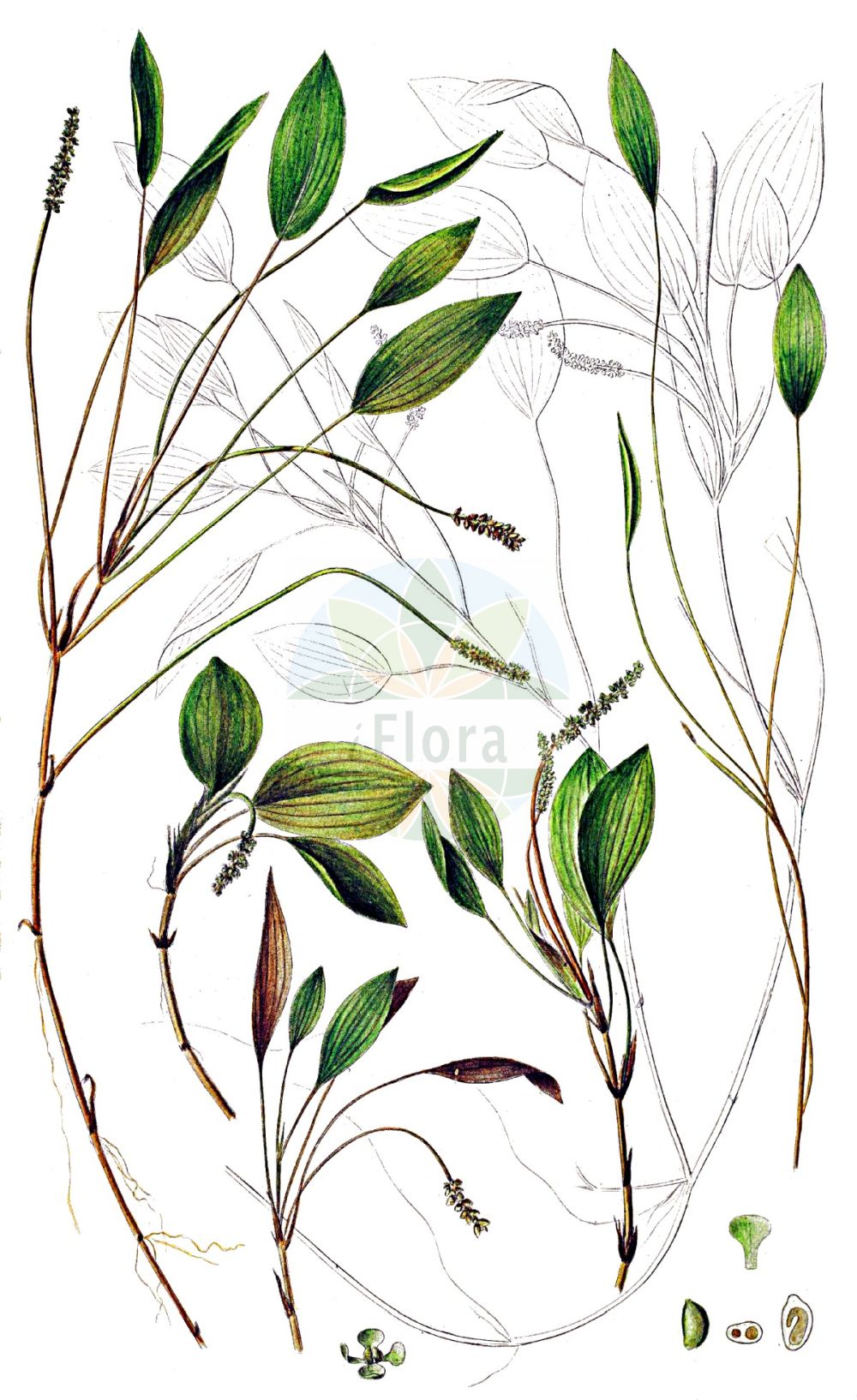 Historische Abbildung von Potamogeton polygonifolius (Knöterich-Laichkraut - Bog Pondweed). Das Bild zeigt Blatt, Bluete, Frucht und Same. ---- Historical Drawing of Potamogeton polygonifolius (Knöterich-Laichkraut - Bog Pondweed). The image is showing leaf, flower, fruit and seed.(Potamogeton polygonifolius,Knöterich-Laichkraut,Bog Pondweed,Potamogeton microcarpus,Potamogeton oblongus,Potamogeton polygonifolius,Knoeterich-Laichkraut,Bog Pondweed,Cinnamonspot Pondweed,Potamogeton,Laichkraut,Pondweed,Potamogetonaceae,Laichkrautgewächse,Pondweed family,Blatt,Bluete,Frucht,Same,leaf,flower,fruit,seed,Oeder (1761-1883))