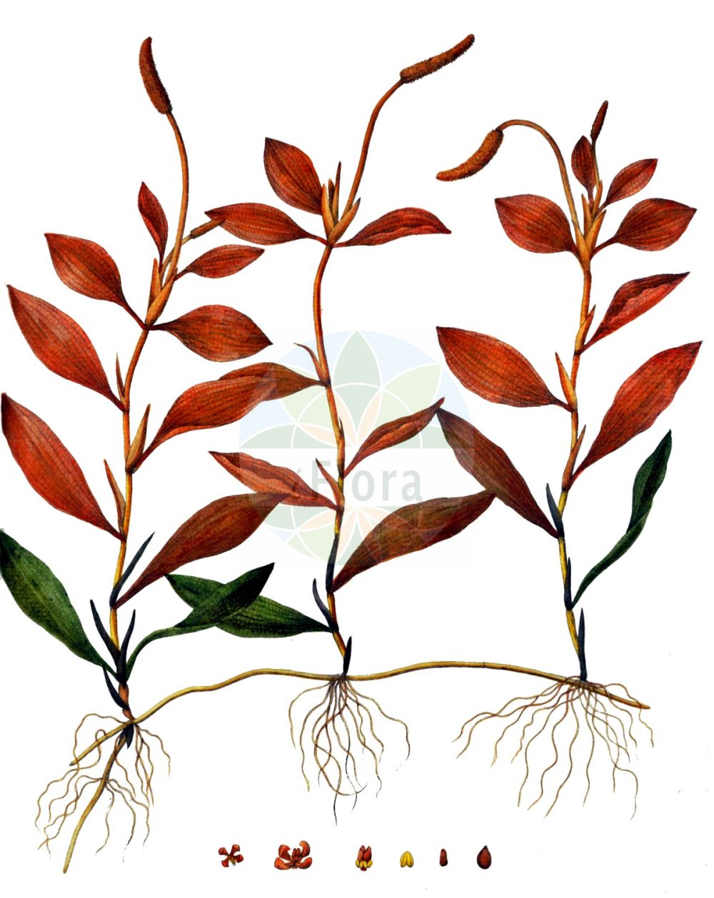 Historische Abbildung von Potamogeton coloratus (Gefärbtes Laichkraut - Fen Pondweed). Das Bild zeigt Blatt, Bluete, Frucht und Same. ---- Historical Drawing of Potamogeton coloratus (Gefärbtes Laichkraut - Fen Pondweed). The image is showing leaf, flower, fruit and seed.(Potamogeton coloratus,Gefärbtes Laichkraut,Fen Pondweed,Potamogeton coloratus,Potamogeton plantagineus,Potamogeton subflavus,Gefaerbtes Laichkraut,Fen Pondweed,Potamogeton,Laichkraut,Pondweed,Potamogetonaceae,Laichkrautgewächse,Pondweed family,Blatt,Bluete,Frucht,Same,leaf,flower,fruit,seed,Oeder (1761-1883))