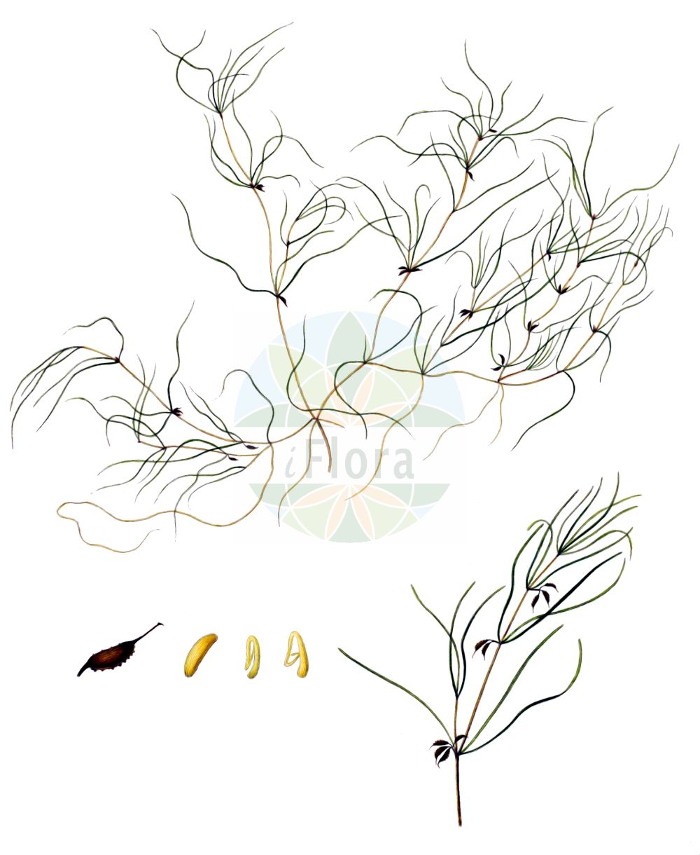 Historische Abbildung von Zannichellia pedunculata (Salz-Teichfaden). Das Bild zeigt Blatt, Bluete, Frucht und Same. ---- Historical Drawing of Zannichellia pedunculata (Salz-Teichfaden). The image is showing leaf, flower, fruit and seed.(Zannichellia pedunculata,Salz-Teichfaden,Zannichellia pedicellata,Zannichellia pedunculata,Salz-Teichfaden,Zannichellia,Teichfaden,Horned Pondweed,Potamogetonaceae,Laichkrautgewächse,Pondweed family,Blatt,Bluete,Frucht,Same,leaf,flower,fruit,seed,Oeder (1761-1883))