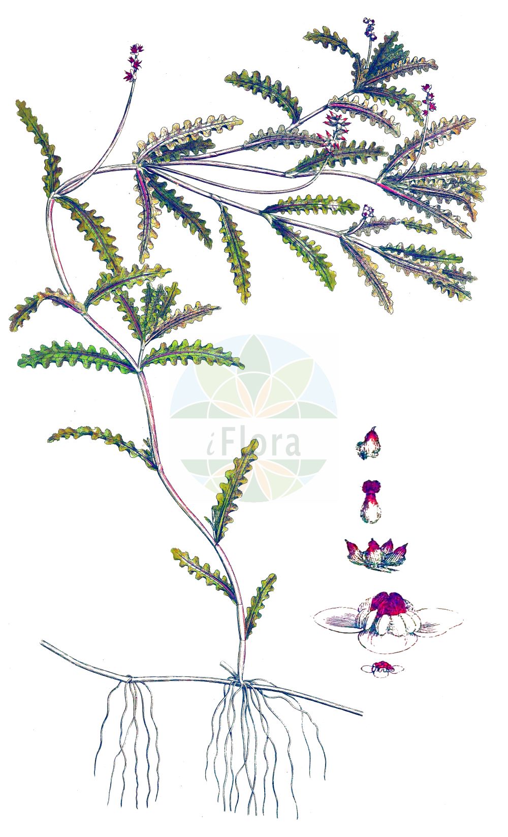 Potamogeton crispus - Potamogetonaceae,Plantae,Pteridobiotina,Angiosperms,Alismatales,Potamogetonaceae,Potamogeton,Potamogeton crispus,Buccaferrea crispata, Potamogeton austriacus, Potamogeton concinnitus, Potamogeton crenulatus, Potamogeton crispatus, Potamogeton crispus f. angustifolius, Potamogeton crispus f. gemmifer, Potamogeton crispus f. latifolius, Potamogeton crispus f. longifolius, Potamogeton crispus f. serrulatus, Potamogeton crispus f. vulgaris, Potamogeton crispus subsp. angustifolius, Potamogeton crispus var. acutifolius, Potamogeton crispus var. gemmifer, Potamogeton crispus var. laevis, Potamogeton crispus var. macrorrhynchus, Potamogeton crispus var. najadoides, Potamogeton crispus var. obtusifolius, Potamogeton crispus var. phialiensis, Potamogeton crispus var. planifolius, Potamogeton crispus var. planifolius, Potamogeton crispus var. serratus, Potamogeton crispus var. serrulatus, Potamogeton crispus var. sinuatus, Potamogeton hohenackeri, Potamogeton hungaricus, Potamogeton lactucaceum, Potamogeton lactucaceum, Potamogeton leptophyllus, Potamogeton macrorrhynchus, Potamogeton notarisii, Potamogeton pallidior, Potamogeton rubricans, Potamogeton rubrinaevus, Potamogeton serrulatus, Potamogeton tuberosus,Krauses Laichkraut;curled pondweed;potamot crepu;curly-leaf pondweed;curly pondweed;Potamot crépu;rizos de agua;Brasca increspata;erba brasca;lattuga ranina;naiade ondulata;erba gala;gekroesd fonteinkruid;gekrult fonteinkruid;carvalhas;espiga-de-água-enrolada;pimienta-de-água;рдест курчавый;susümbülü;kalli njëkaçurrel;potamogeta kaçurrele;potamoxheton;potamogèton cresp;kovrčavi mrijesnjak;krus-nate;krusnate;kruset vandaks;rdestnica kędzierzawa;ebi-mo;エビモ;kodravi dristavec;bodros békaszőlő;rdest kadeřavý;pașă;červenavec kučeravý;рдесник кучерявий;къдрав ръждавец;къдраволистен ръждавец;kähar penikeel;krokainā glīvene;krustjønnaks;poimuvita;јегуљина трава;коврдјави чресњак;кудрасти мријесњак;naharonit mesulselet;נַהֲרוֹנִית מְסֻלְסֶלֶת;garbiniuotoji plūdė;zū cǎo;菹草