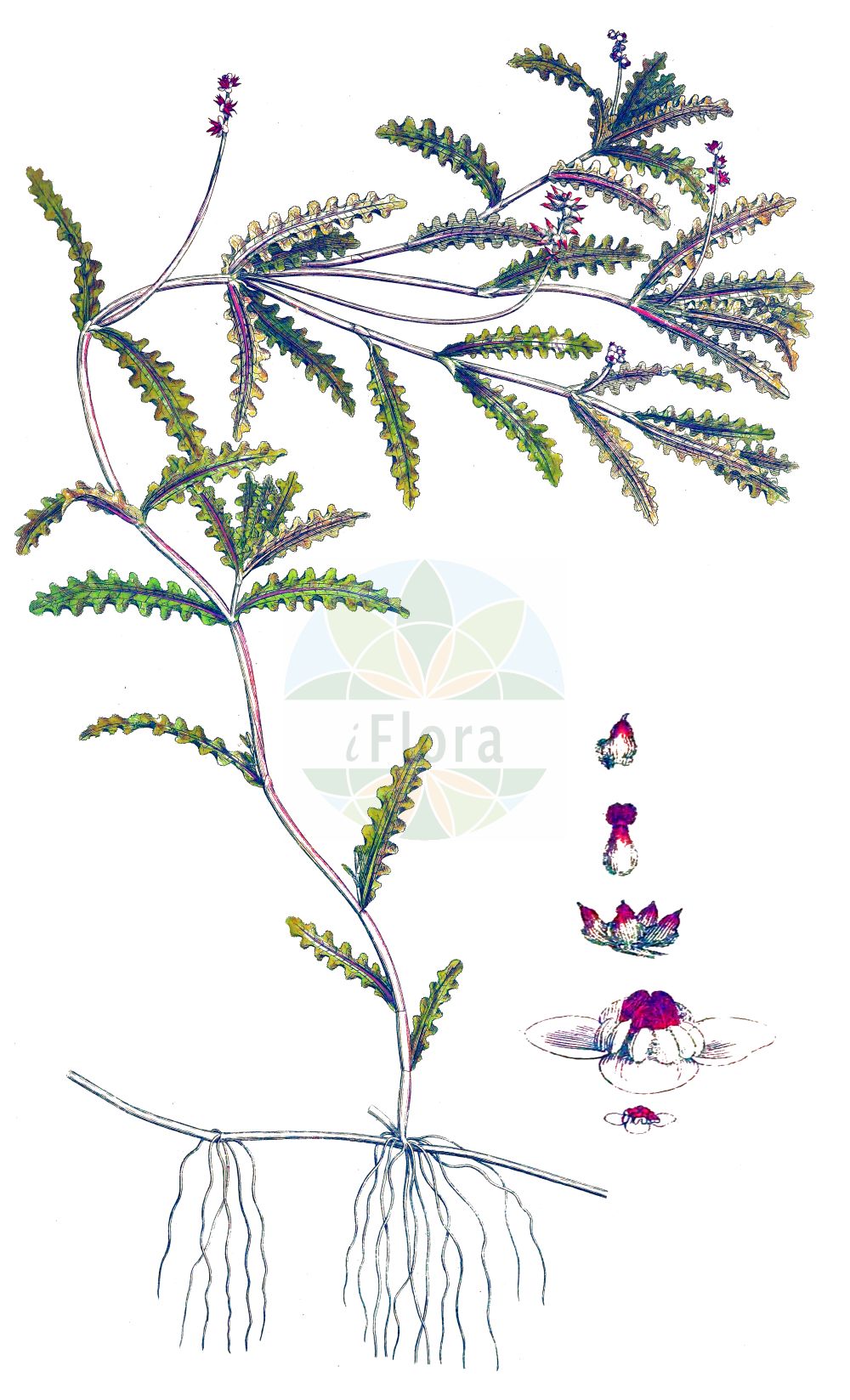 Historische Abbildung von Potamogeton crispus (Krauses Laichkraut - Curled Pondweed). Das Bild zeigt Blatt, Bluete, Frucht und Same. ---- Historical Drawing of Potamogeton crispus (Krauses Laichkraut - Curled Pondweed). The image is showing leaf, flower, fruit and seed.(Potamogeton crispus,Krauses Laichkraut,Curled Pondweed,Potamogeton crispus,Krauses Laichkraut,Curled Pondweed,Curly Pondweed,Curly-leaf Pondweed,Potamogeton,Laichkraut,Pondweed,Potamogetonaceae,Laichkrautgewächse,Pondweed family,Blatt,Bluete,Frucht,Same,leaf,flower,fruit,seed,Curtis (1777-1798))