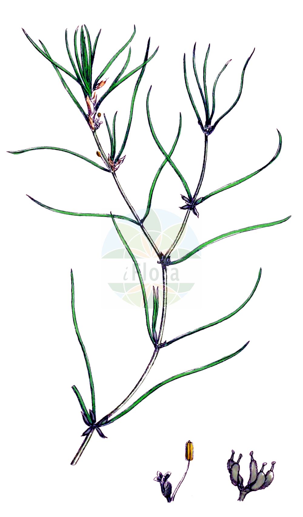 Zannichellia palustris - Potamogetonaceae,Plantae,Pteridobiotina,Angiosperms,Alismatales,Potamogetonaceae,Zannichellia,Zannichellia palustris,Algoides palustris, Pelta palustris, Zannichellia palustris var. palustris, Zannichellia palustris var. rosenii, Zannichellia polycarpa,Sumpf-Teichfaden;Salz-Teichfaden;Stielfrüchtiger Teichfaden;Teichfaden;Vielfrüchtiger Teichfaden;horned pondweed;Zannichellie des marais;zannichellia des marais;alguette;broza de agua;pelos de vieja;Zannichellia;zannichellia palustre;zannichellia oalustre;zannichellia;zittende zannichellia;занникеллия болотная;sukılı;xanikelë;zanniquèl·lia;žabokrečina;hårsärv;vandkrans;zamętnica błotna;ito-kuzu-mo;mikazuki-ito-mo;イトクズモ;ミカズキイトモ;močvirska vodopivka;tófonal;šejdračka bahenní;zanichelka močiarna;занікелія болотна;занікелія велика;блатна цаникелия;harilik hanehein;purva diedzene;vasskrans;жабљак;жабокречина;chutit habbitzot;חוּטִית הַבִּצּוֹת;pelkinė vandensargė;jiǎo guǒ zǎo;角果藻