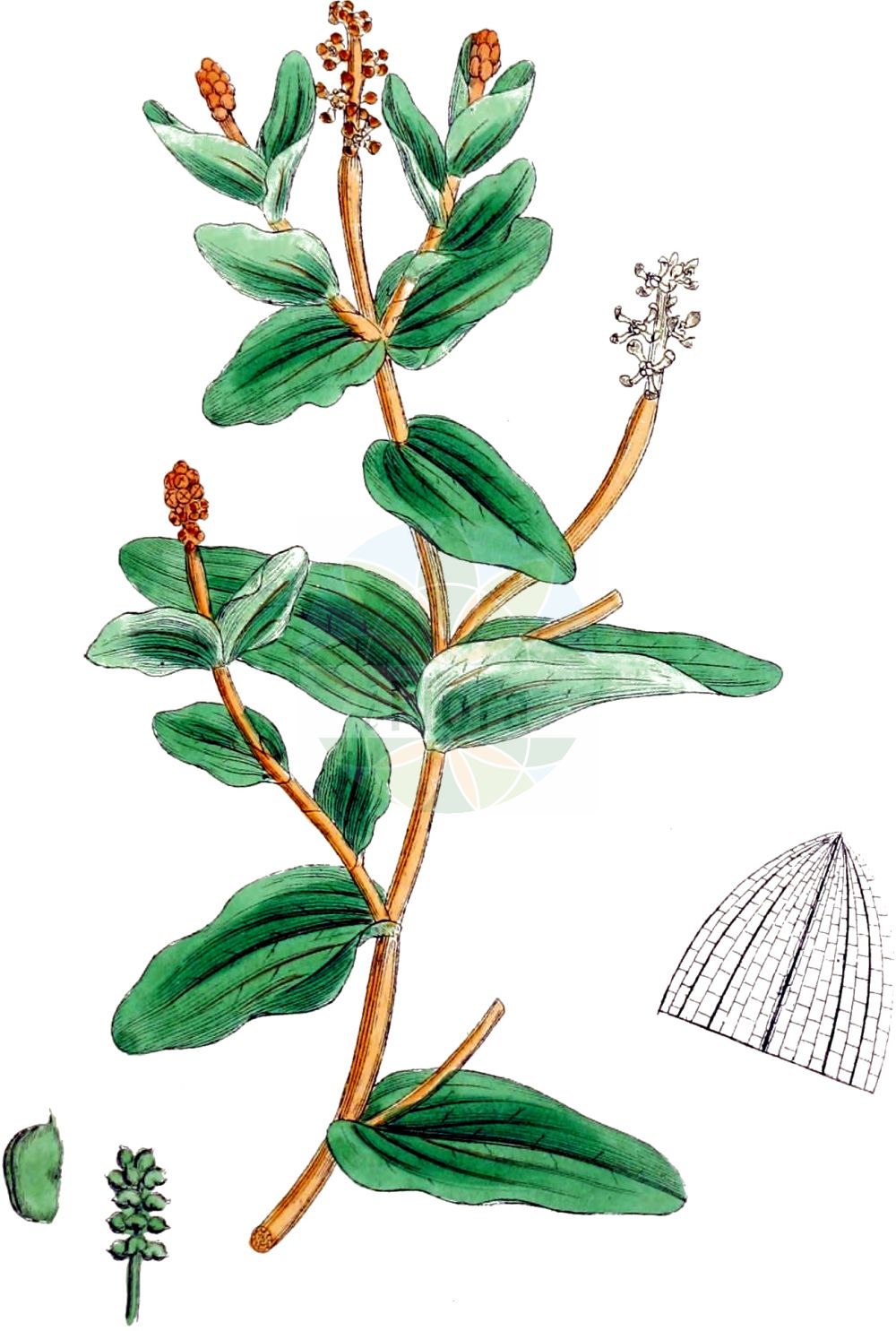 Potamogeton perfoliatus - Potamogetonaceae,Plantae,Pteridobiotina,Angiosperms,Alismatales,Potamogetonaceae,Potamogeton,Potamogeton perfoliatus,Buccaferrea amplexicaulis, Peltopsis perfoliata, Potamogeton alatofructus, Potamogeton amplexicaulis, Potamogeton bupleuroides, Potamogeton fulvus, Potamogeton juzepczukii, Potamogeton loeselii, Potamogeton perfoliatus f. acutifolius, Potamogeton perfoliatus f. densifolius, Potamogeton perfoliatus f. exornatus, Potamogeton perfoliatus f. imbecillus, Potamogeton perfoliatus f. longifolius, Potamogeton perfoliatus f. ovatolanceolatus, Potamogeton perfoliatus f. ovatus, Potamogeton perfoliatus f. prolixus, Potamogeton perfoliatus f. rotundifolius, Potamogeton perfoliatus f. simplex, Potamogeton perfoliatus f. simplex, Potamogeton perfoliatus subsp. bupleuroides, Potamogeton perfoliatus subsp. bupleuroides, Potamogeton perfoliatus subsp. perfoliatus, Potamogeton perfoliatus var. bupleuroides, Potamogeton perfoliatus var. densifolius, Potamogeton perfoliatus var. lacustris, Potamogeton perfoliatus var. lanceolatus, Potamogeton perfoliatus var. lancifolius, Potamogeton perfoliatus var. loeselii, Potamogeton perfoliatus var. macrophyllus, Potamogeton perfoliatus var. mandshuriensis, Potamogeton perfoliatus var. minor, Potamogeton perfoliatus var. muelleri, Potamogeton perfoliatus var. ovatifolius, Potamogeton perfoliatus var. ovatolanceolatus, Potamogeton perfoliatus var. perfoliatus, Potamogeton perfoliatus var. rotundifolius, Potamogeton perfoliatus var. typicus, Potamogeton praelongus, Spirillus perfoliatus,Durchwachsenes Laichkraut;perfoliate pondweed;potamot perfolié;claspingleaf pondweed;Potamot perfolié;espiga de agua;oreja de liebre;Brasca arrotondata;potamogeto perfogliato;naiade perfogliata;doorgroeid fonteinkruid;serralha-de-folha-redonda;рдест пронзеннолистный;рдест стеблеобъемлющий;sargınsuotu;potomoxheton;potamogèton perfoliat;prorasli mrijesnjak;ålnate;hjertebladet vandaks;rdestnica przeszyta;hiroha-no-ebi-mo;ヒロハノエビモ;preraslolistni dristavec;hínáros békaszőlő;rdest prorostlý;moț;červenavec prerastaný;červenavec prerastenolistý;рдесник пронизанолистий;стъблообхващащ ръждавец;kaelus-penikeel;skaujošā glīvene;hjartetjønnaks;ahvenvita;naharonit lofetet;נַהֲרוֹנִית לוֹפֶתֶת;permautalape plūdė;chuān yè yǎn zǐ cài;穿叶眼子菜