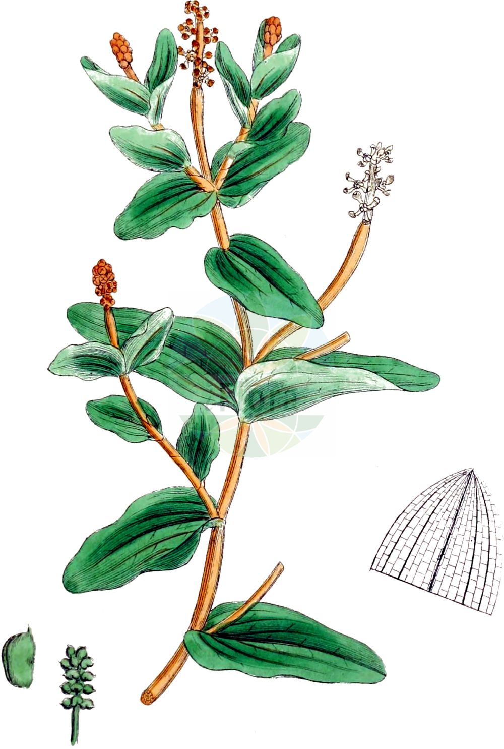 Historische Abbildung von Potamogeton perfoliatus (Durchwachsenes Laichkraut - Perfoliate Pondweed). Das Bild zeigt Blatt, Bluete, Frucht und Same. ---- Historical Drawing of Potamogeton perfoliatus (Durchwachsenes Laichkraut - Perfoliate Pondweed). The image is showing leaf, flower, fruit and seed.(Potamogeton perfoliatus,Durchwachsenes Laichkraut,Perfoliate Pondweed,Potamogeton perfoliatus,Durchwachsenes Laichkraut,Perfoliate Pondweed,Claspingleaf Pondweed,Potamogeton,Laichkraut,Pondweed,Potamogetonaceae,Laichkrautgewächse,Pondweed family,Blatt,Bluete,Frucht,Same,leaf,flower,fruit,seed,Sowerby (1790-1813))