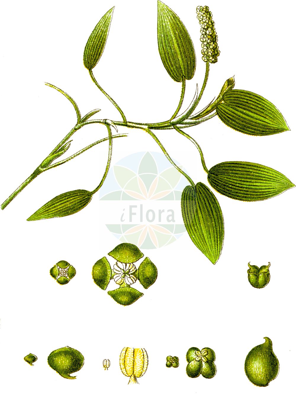 Historische Abbildung von Potamogeton natans (Schwimmendes Laichkraut - Broad-leaved Pondweed). Das Bild zeigt Blatt, Bluete, Frucht und Same. ---- Historical Drawing of Potamogeton natans (Schwimmendes Laichkraut - Broad-leaved Pondweed). The image is showing leaf, flower, fruit and seed.(Potamogeton natans,Schwimmendes Laichkraut,Broad-leaved Pondweed,Potamogeton natans,Schwimmendes Laichkraut,Rippennerviges Laichkraut,Broad-leaved Pondweed,Floating Pondweed,Floating-leaf Pondweed,Potamogeton,Laichkraut,Pondweed,Potamogetonaceae,Laichkrautgewächse,Pondweed family,Blatt,Bluete,Frucht,Same,leaf,flower,fruit,seed,Sturm (1796f))