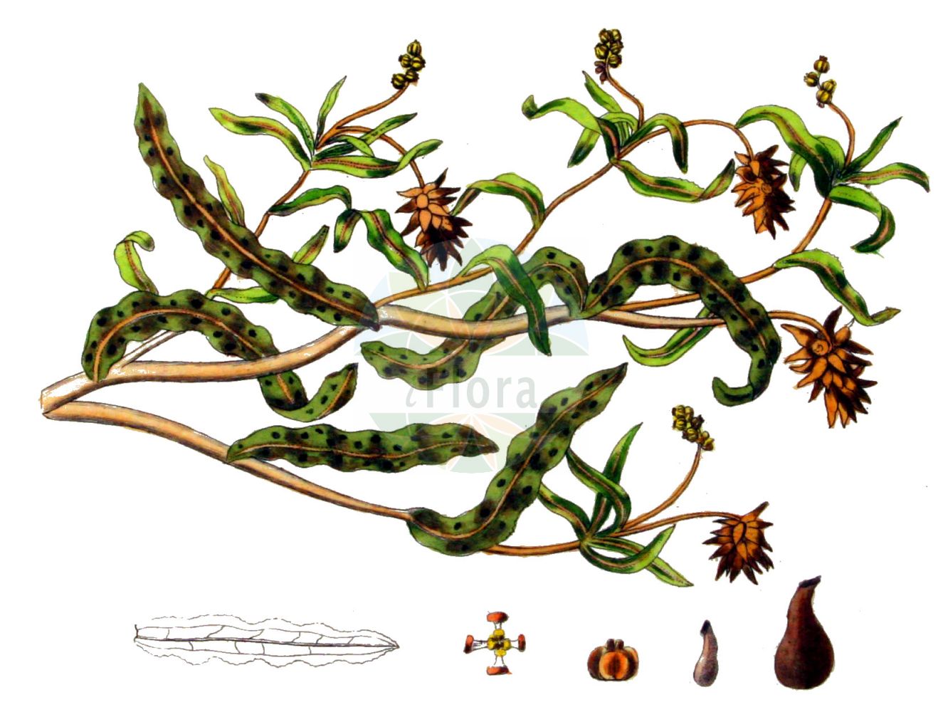 Potamogeton crispus - Potamogetonaceae,Plantae,Pteridobiotina,Angiosperms,Alismatales,Potamogetonaceae,Potamogeton,Potamogeton crispus,Buccaferrea crispata, Potamogeton austriacus, Potamogeton concinnitus, Potamogeton crenulatus, Potamogeton crispatus, Potamogeton crispus f. angustifolius, Potamogeton crispus f. gemmifer, Potamogeton crispus f. latifolius, Potamogeton crispus f. longifolius, Potamogeton crispus f. serrulatus, Potamogeton crispus f. vulgaris, Potamogeton crispus subsp. angustifolius, Potamogeton crispus var. acutifolius, Potamogeton crispus var. gemmifer, Potamogeton crispus var. laevis, Potamogeton crispus var. macrorrhynchus, Potamogeton crispus var. najadoides, Potamogeton crispus var. obtusifolius, Potamogeton crispus var. phialiensis, Potamogeton crispus var. planifolius, Potamogeton crispus var. planifolius, Potamogeton crispus var. serratus, Potamogeton crispus var. serrulatus, Potamogeton crispus var. sinuatus, Potamogeton hohenackeri, Potamogeton hungaricus, Potamogeton lactucaceum, Potamogeton lactucaceum, Potamogeton leptophyllus, Potamogeton macrorrhynchus, Potamogeton notarisii, Potamogeton pallidior, Potamogeton rubricans, Potamogeton rubrinaevus, Potamogeton serrulatus, Potamogeton tuberosus,Krauses Laichkraut;curled pondweed;potamot crepu;curly-leaf pondweed;curly pondweed;Potamot crépu;rizos de agua;Brasca increspata;erba brasca;lattuga ranina;naiade ondulata;erba gala;gekroesd fonteinkruid;gekrult fonteinkruid;carvalhas;espiga-de-água-enrolada;pimienta-de-água;рдест курчавый;susümbülü;kalli njëkaçurrel;potamogeta kaçurrele;potamoxheton;potamogèton cresp;kovrčavi mrijesnjak;krus-nate;krusnate;kruset vandaks;rdestnica kędzierzawa;ebi-mo;エビモ;kodravi dristavec;bodros békaszőlő;rdest kadeřavý;pașă;červenavec kučeravý;рдесник кучерявий;къдрав ръждавец;къдраволистен ръждавец;kähar penikeel;krokainā glīvene;krustjønnaks;poimuvita;јегуљина трава;коврдјави чресњак;кудрасти мријесњак;naharonit mesulselet;נַהֲרוֹנִית מְסֻלְסֶלֶת;garbiniuotoji plūdė;zū cǎo;菹草