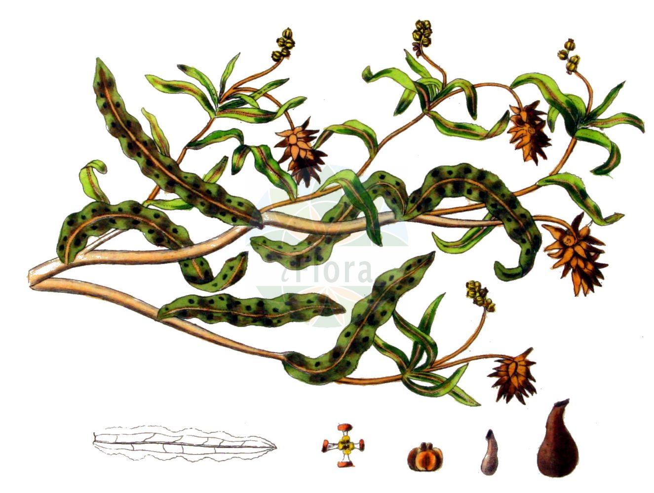 Historische Abbildung von Potamogeton crispus (Krauses Laichkraut - Curled Pondweed). Das Bild zeigt Blatt, Bluete, Frucht und Same. ---- Historical Drawing of Potamogeton crispus (Krauses Laichkraut - Curled Pondweed). The image is showing leaf, flower, fruit and seed.(Potamogeton crispus,Krauses Laichkraut,Curled Pondweed,Potamogeton crispus,Krauses Laichkraut,Curled Pondweed,Curly Pondweed,Curly-leaf Pondweed,Potamogeton,Laichkraut,Pondweed,Potamogetonaceae,Laichkrautgewächse,Pondweed family,Blatt,Bluete,Frucht,Same,leaf,flower,fruit,seed,Kops (1800-1934))